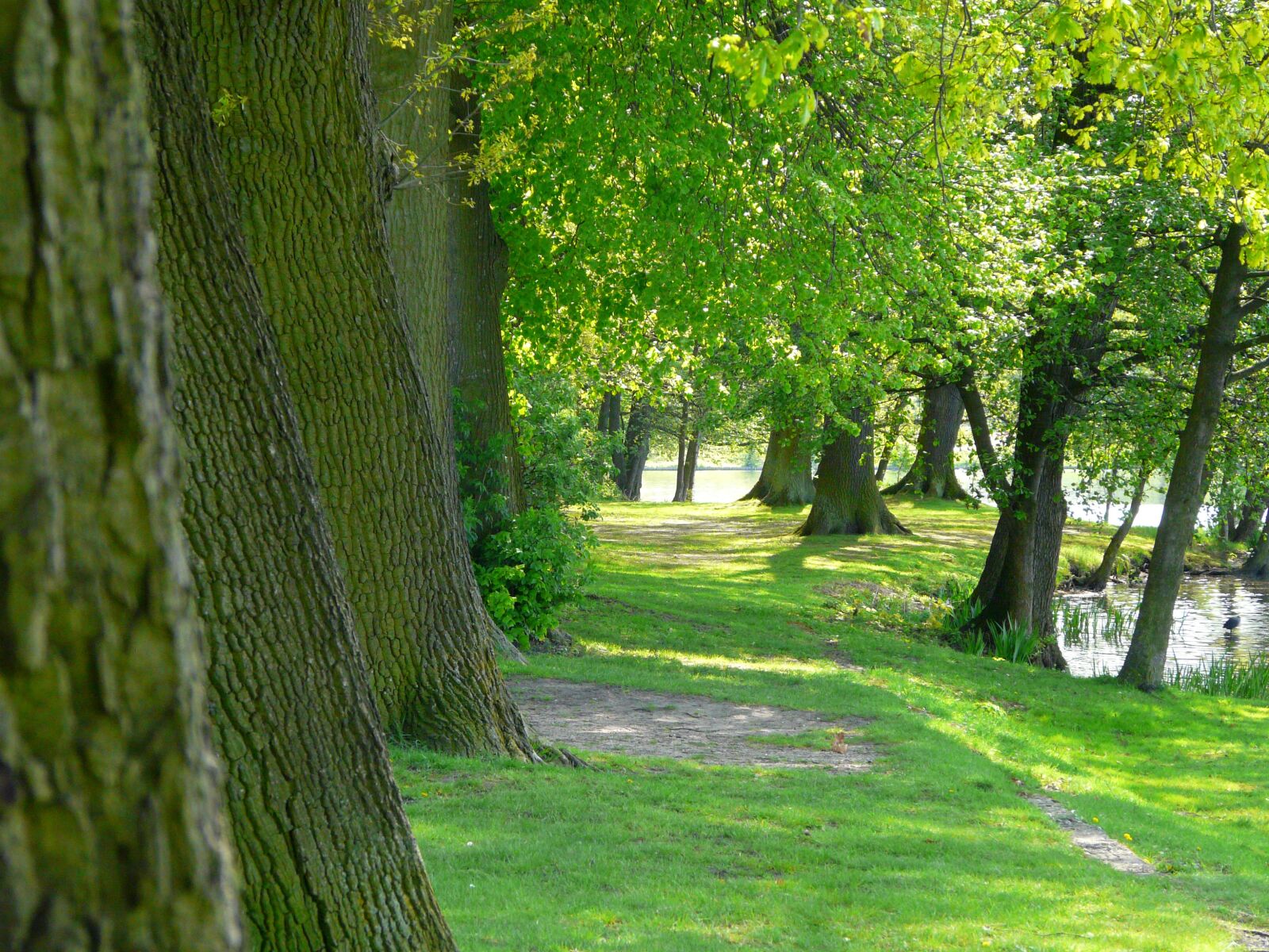 Panasonic DMC-FZ18 sample photo. Row of trees, lake photography