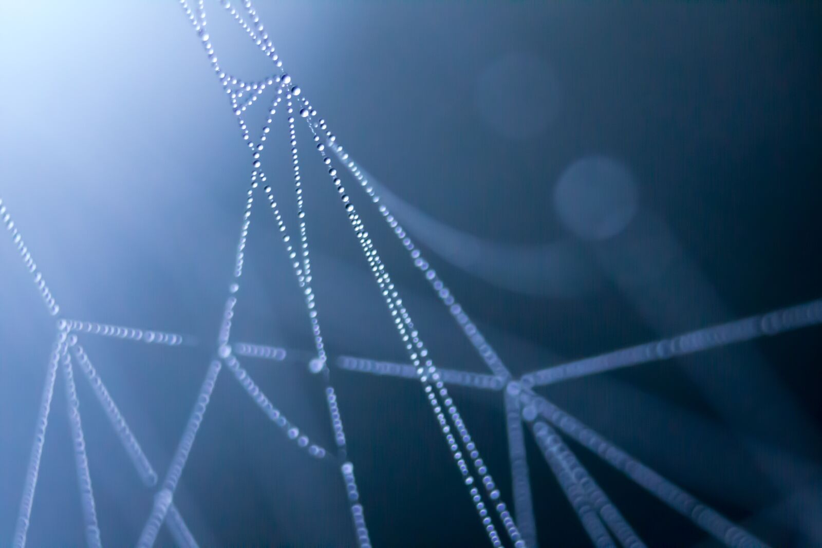 Canon EOS 700D (EOS Rebel T5i / EOS Kiss X7i) sample photo. Spiderweb, morning dew, waterdrop photography