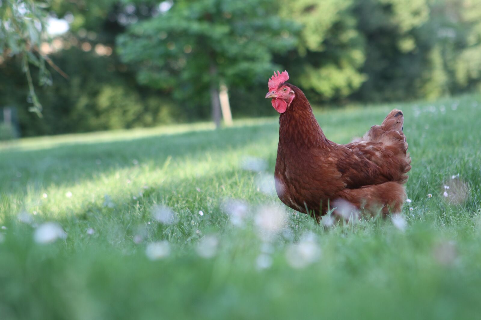 Canon EOS 7D sample photo. Hen, chicken, poultry photography