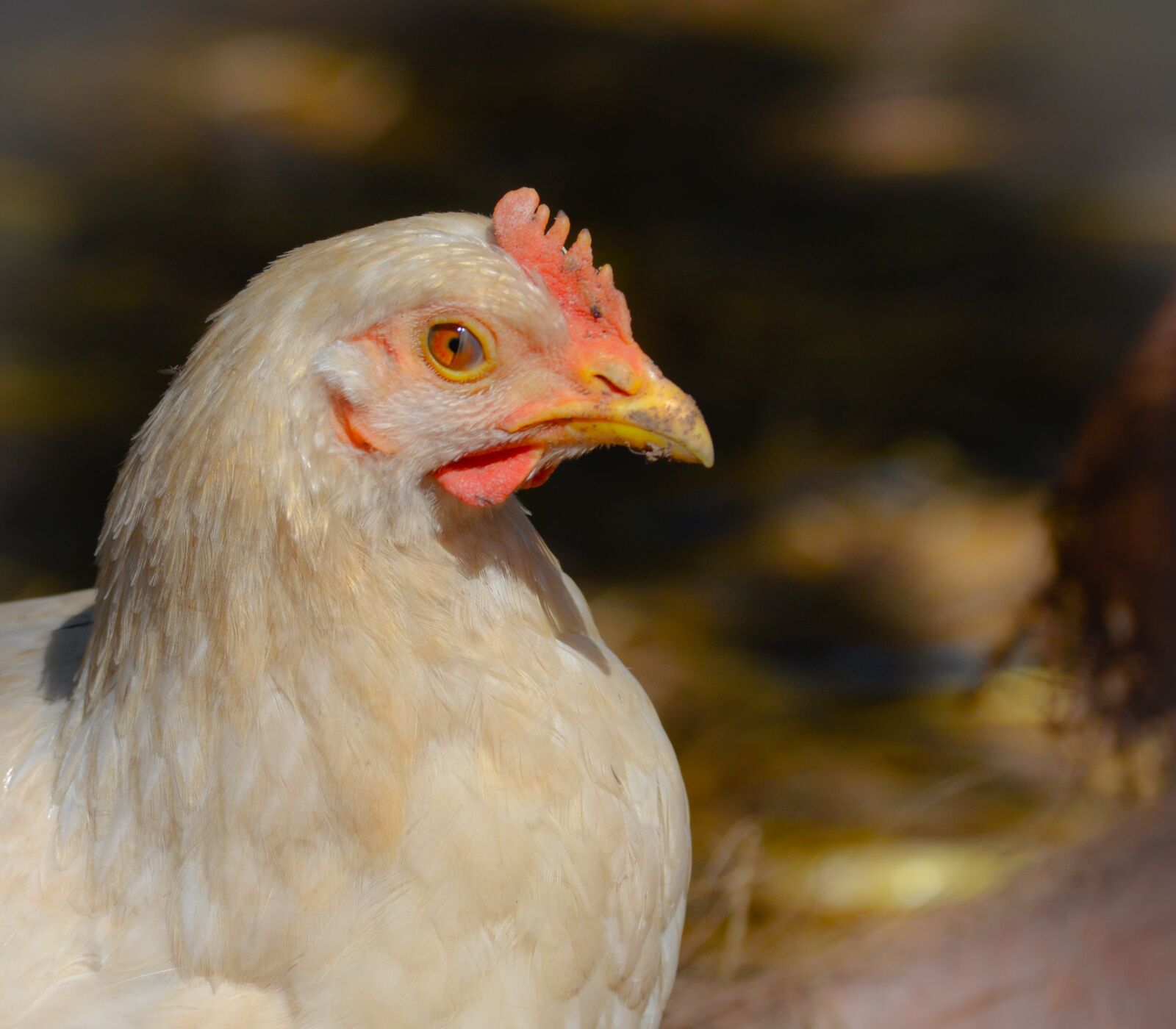Nikon D5100 sample photo. Bird, poultry, nature photography