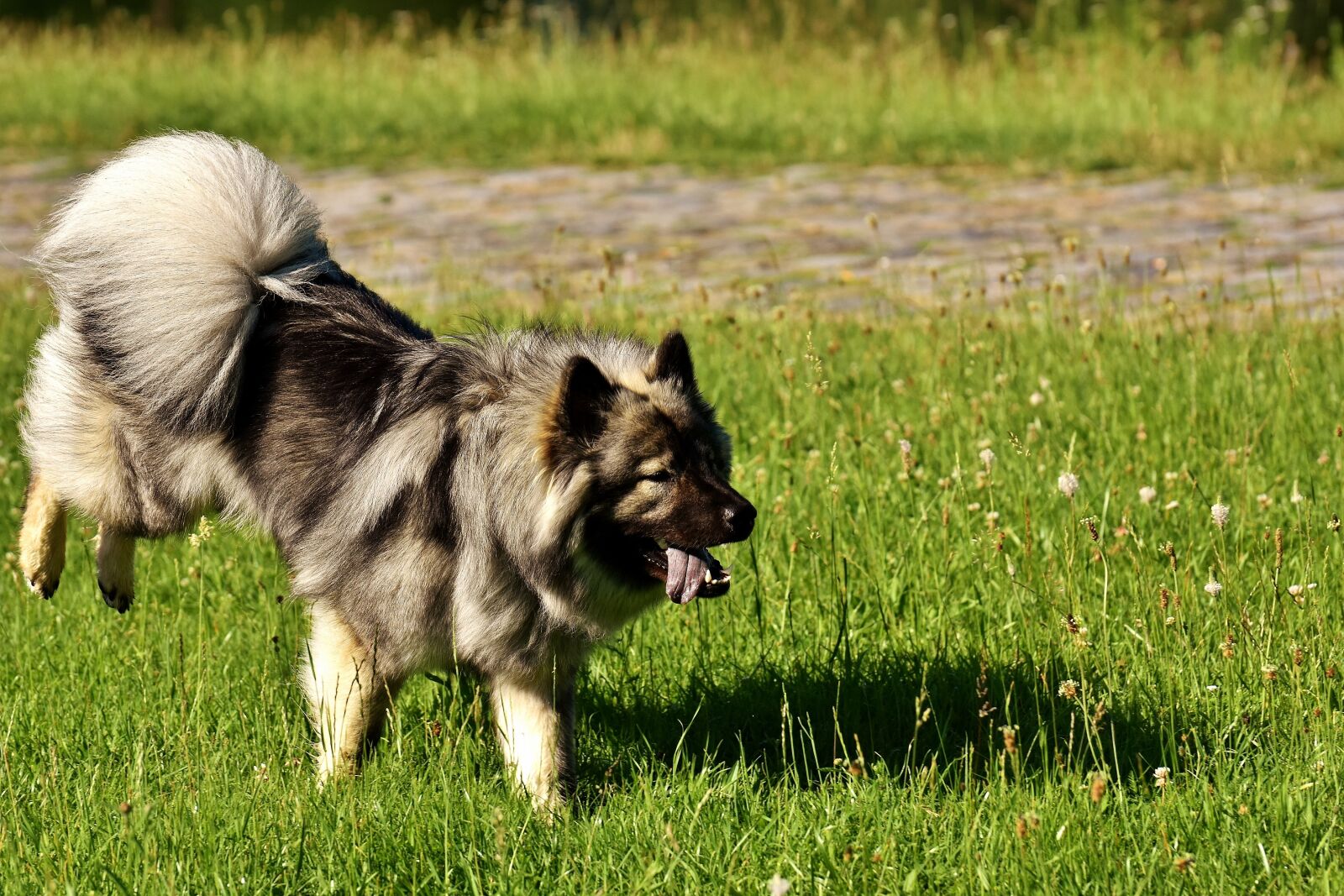 Nikon D7200 sample photo. Eurasians, dog, race photography