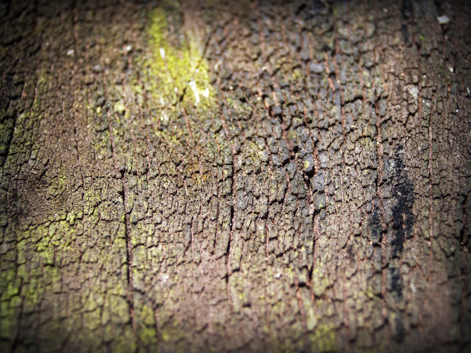 Olympus E-300 (EVOLT E-300) sample photo. Bark, tree, wood photography