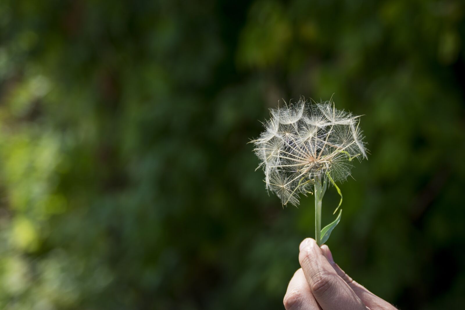 Nikon D3400 sample photo. Dandelion, nature, flower photography