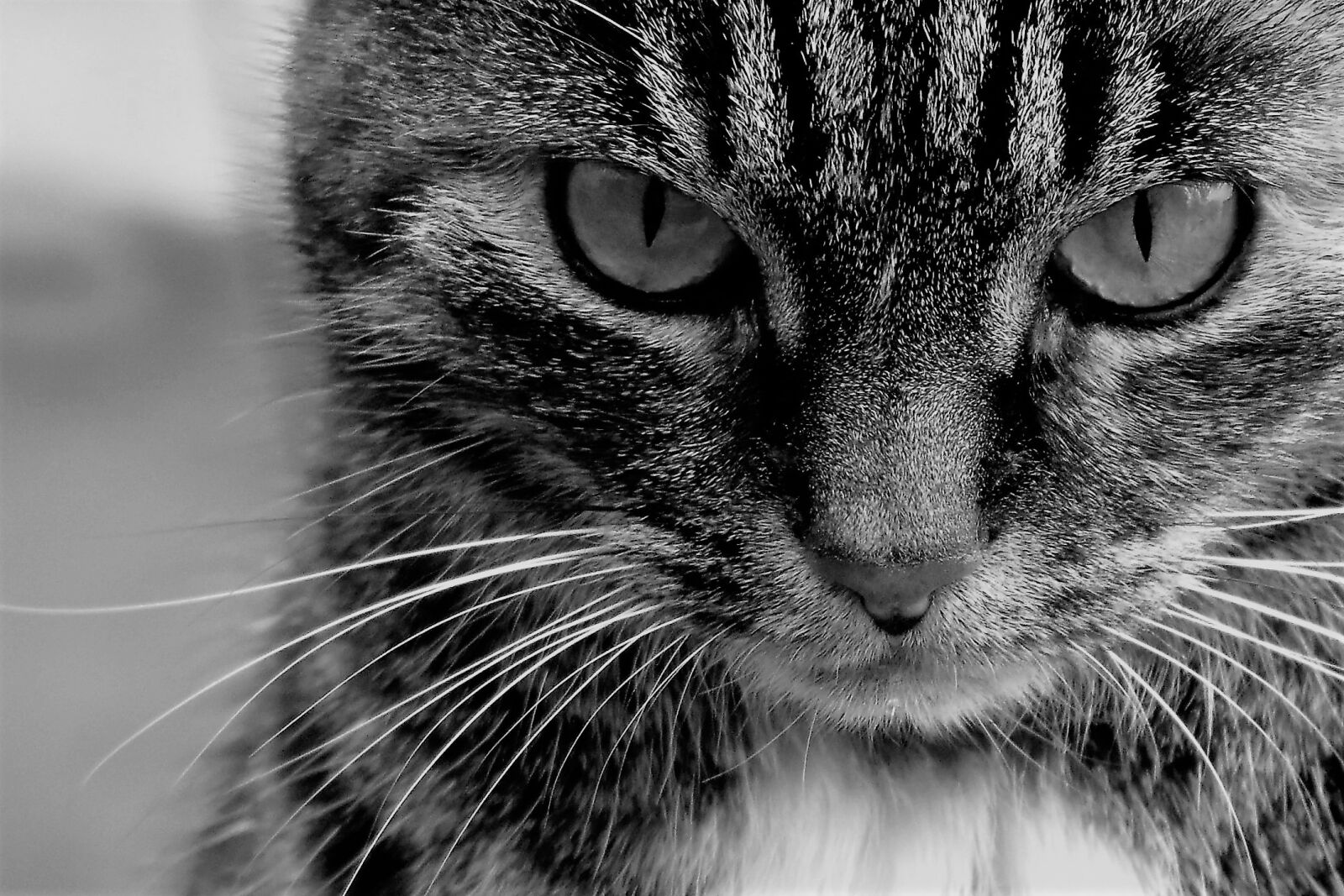 Nikon D5500 sample photo. Cat, pet, animal photography