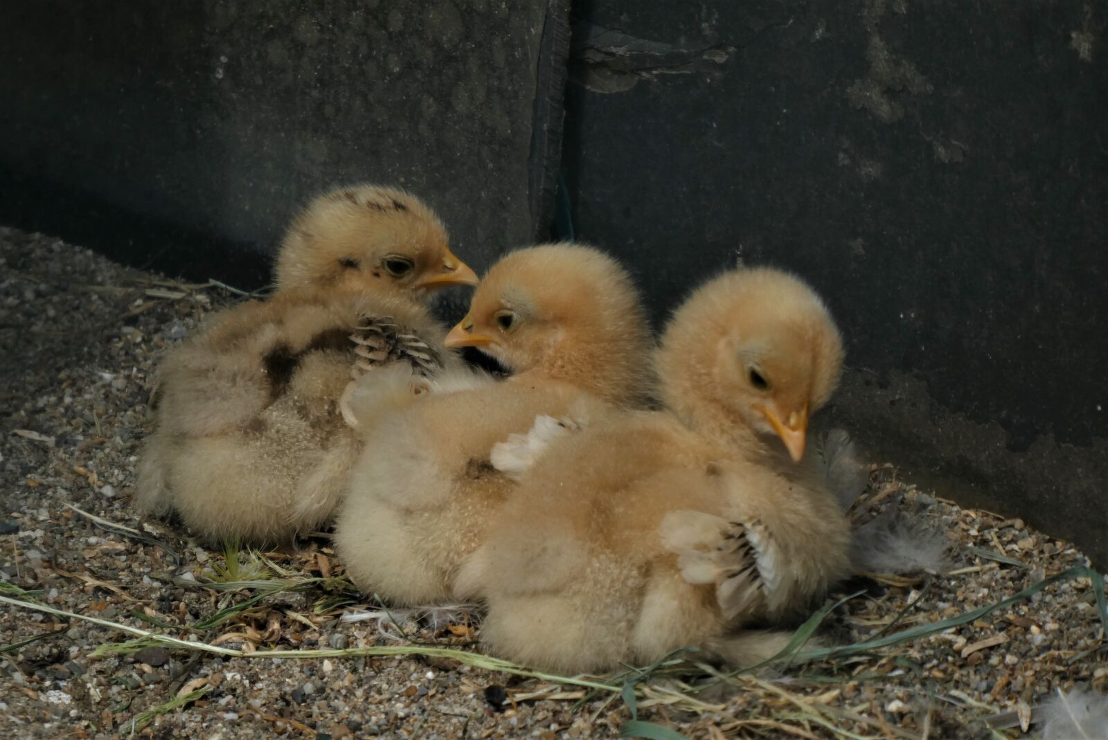 Panasonic Lumix DC-ZS70 (Lumix DC-TZ90) sample photo. Chicks, turkeys, chick photography
