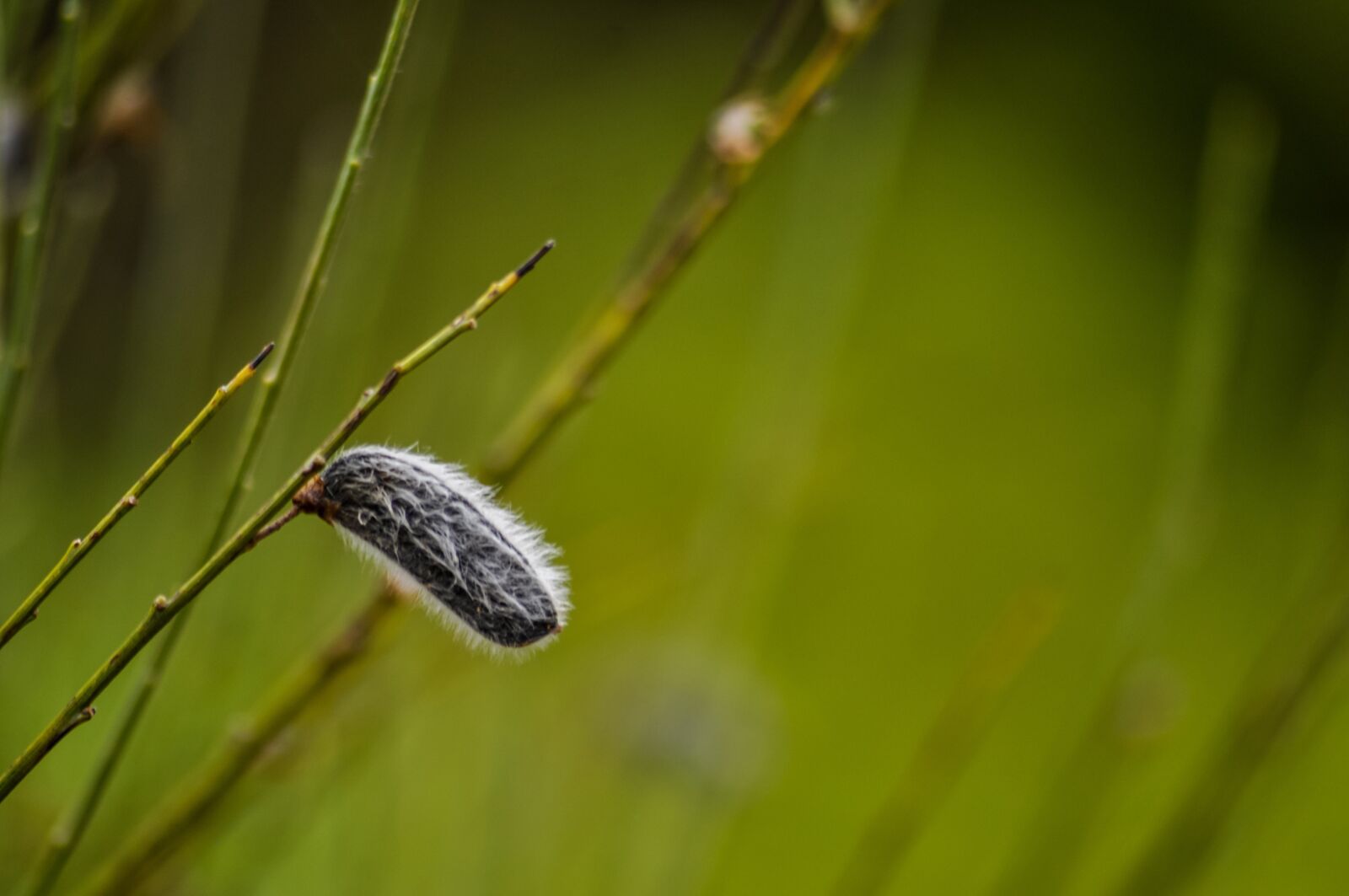 Nikon D90 sample photo. Green, nature, seed photography