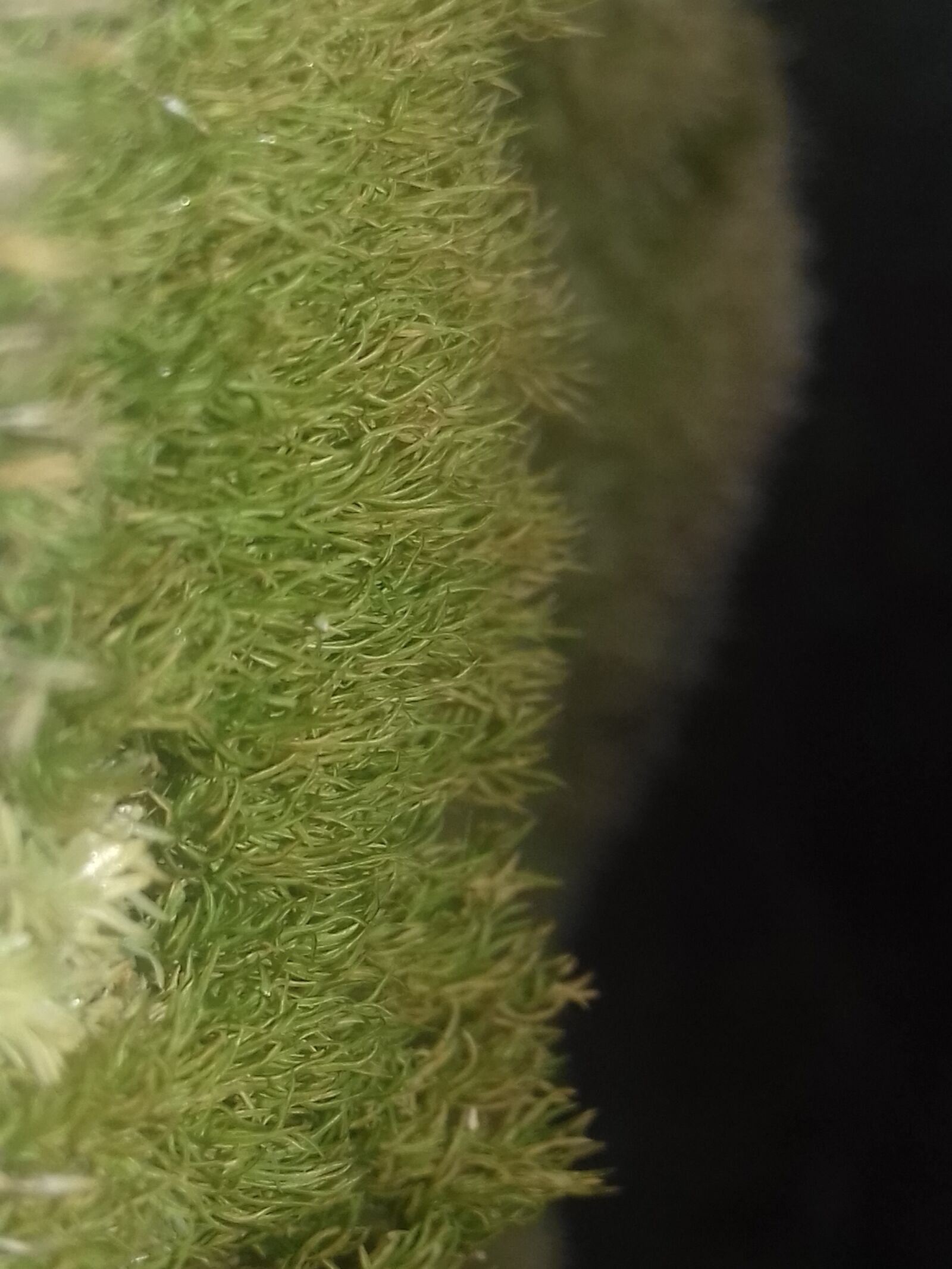 Samsung Galaxy J3(2016) sample photo. Nature, moss, awesome photography