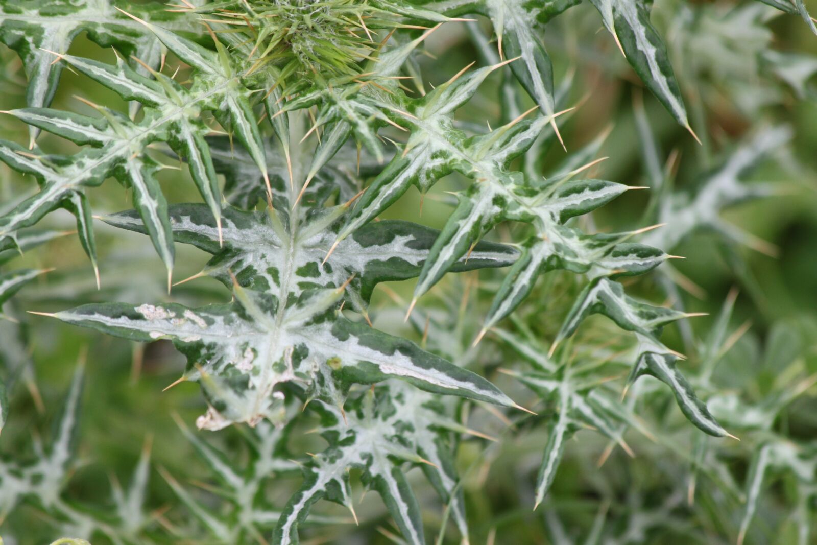 Canon EOS 500D (EOS Rebel T1i / EOS Kiss X3) sample photo. Thorn, plant, nature photography