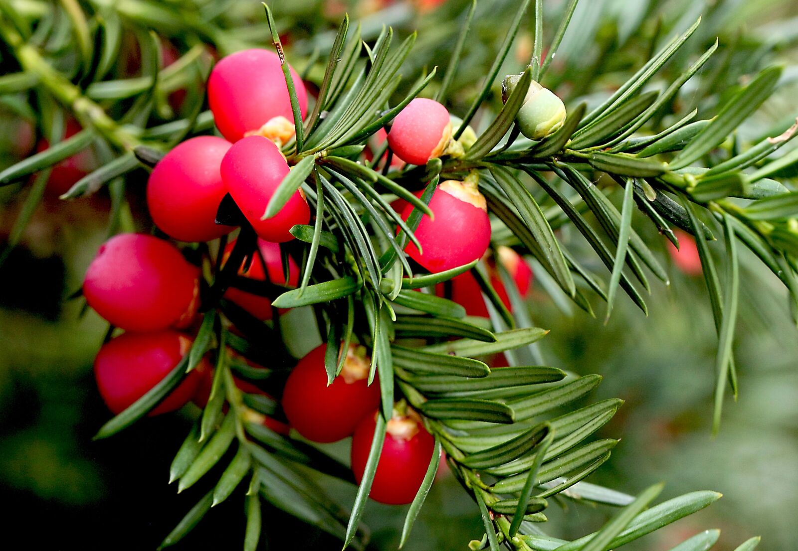 Canon EOS 5D Mark II sample photo. Bush, nature, green photography