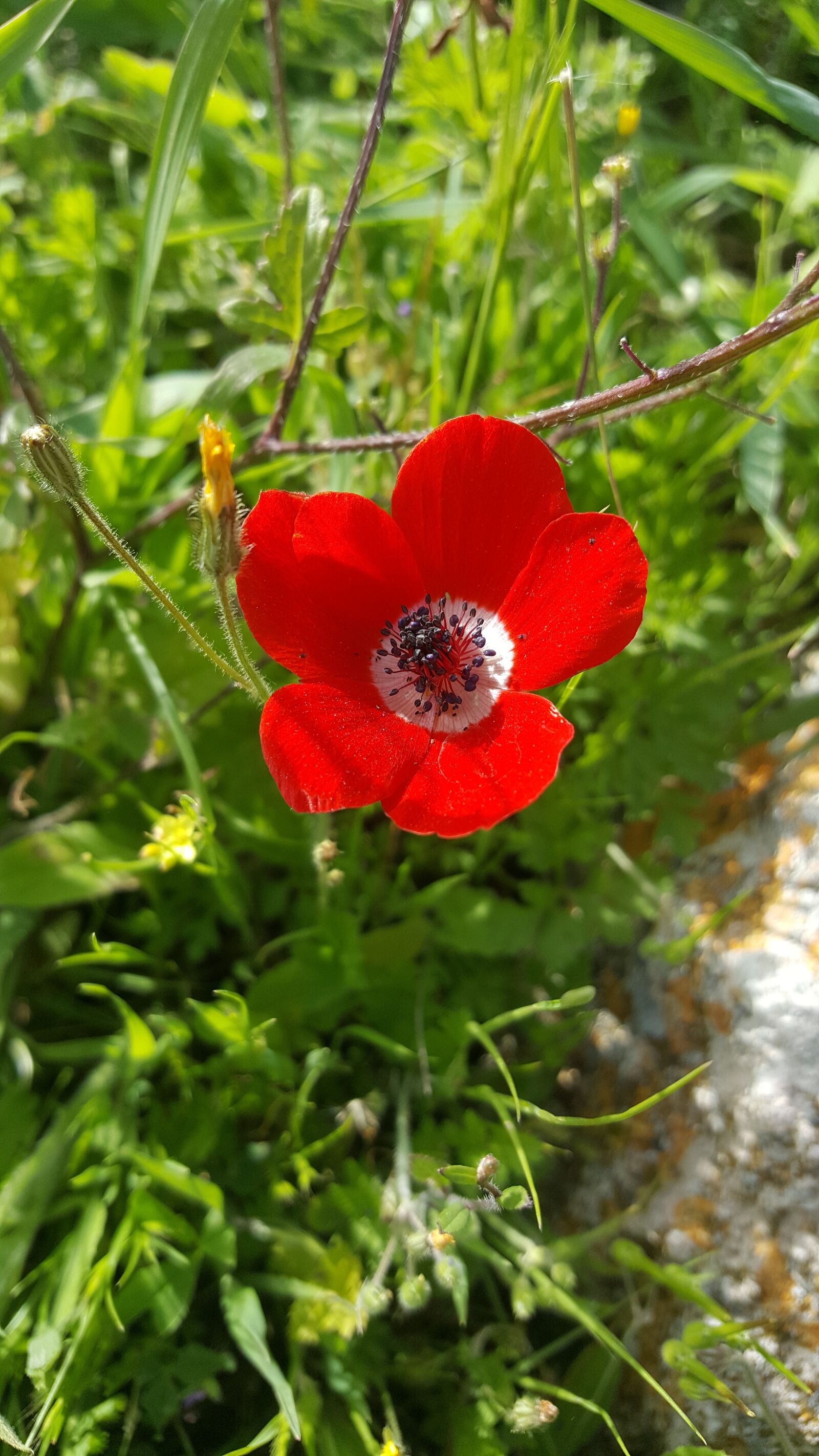 Samsung Galaxy S6 sample photo. Nature, flora, flower photography