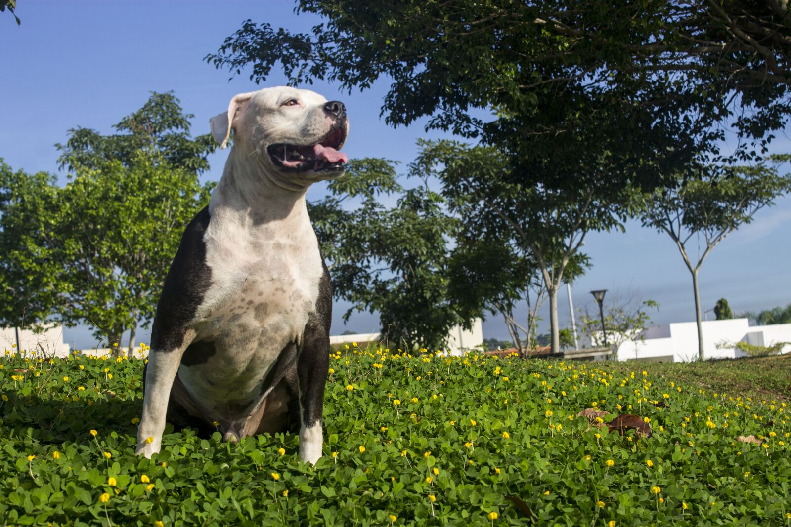Canon EOS 1100D (EOS Rebel T3 / EOS Kiss X50) sample photo. Dog, pet, natural photography