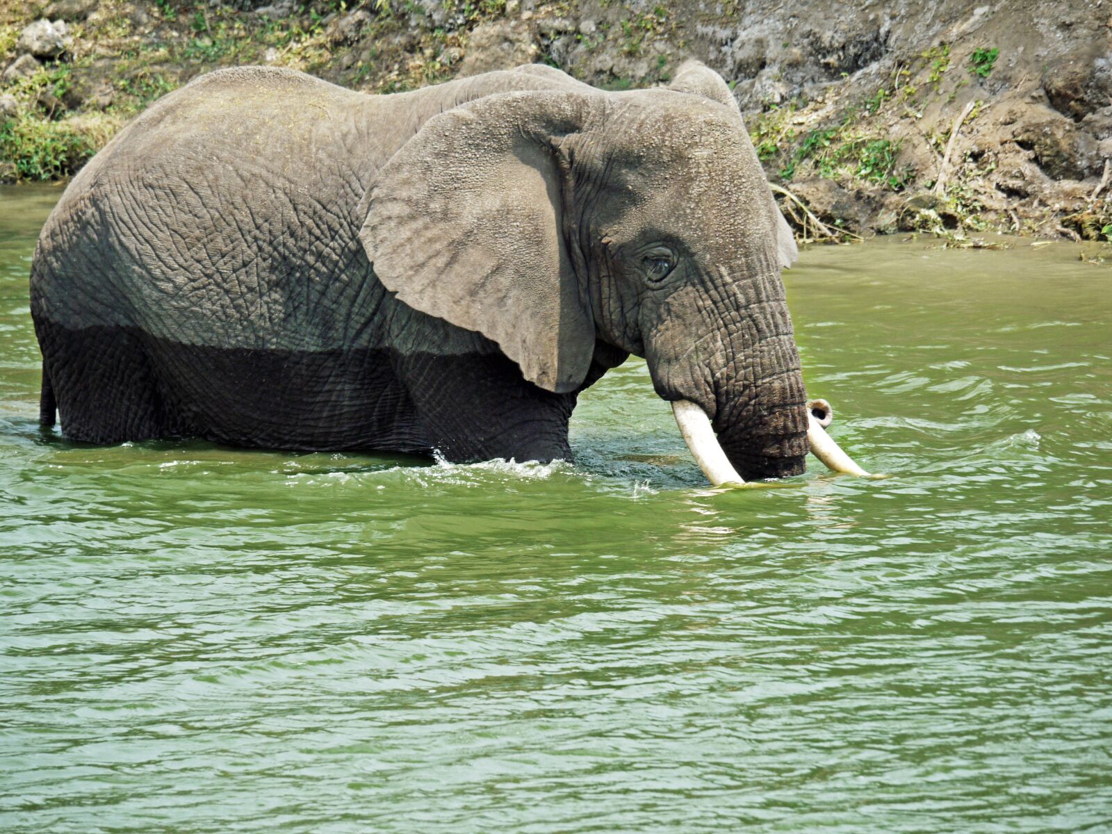 Panasonic Lumix DMC-G1 sample photo. Elephant, swim, play photography