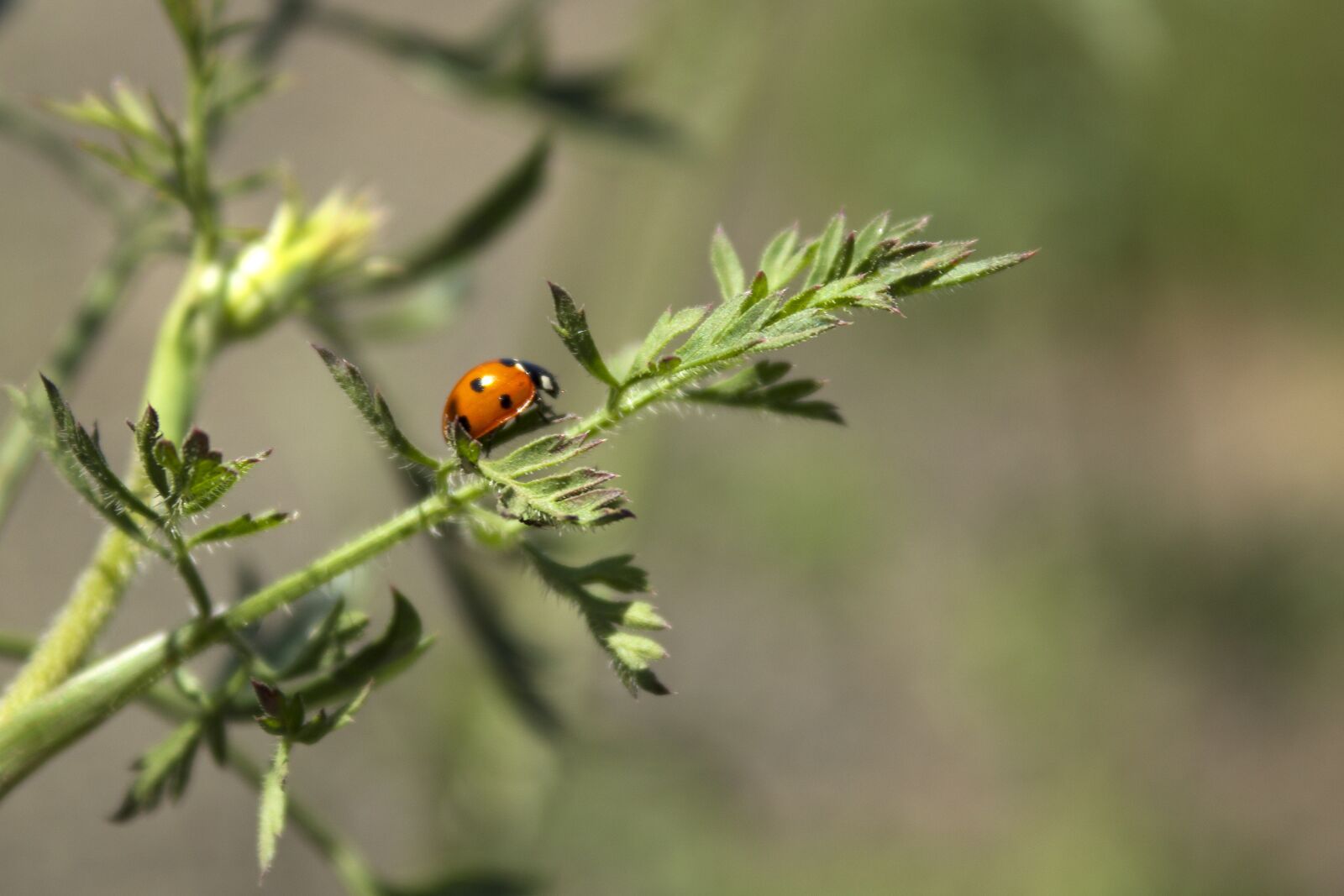 Canon EOS 600D (Rebel EOS T3i / EOS Kiss X5) sample photo. Ladybug, insect, beetle photography