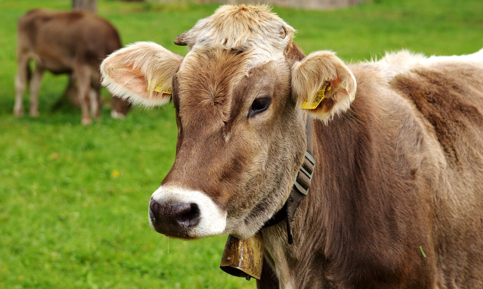 Nikon D3200 sample photo. Cow, allgäu, cows photography