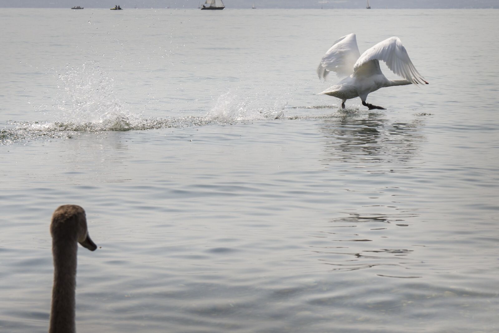 Canon EOS 7D sample photo. Swan, start, water bird photography