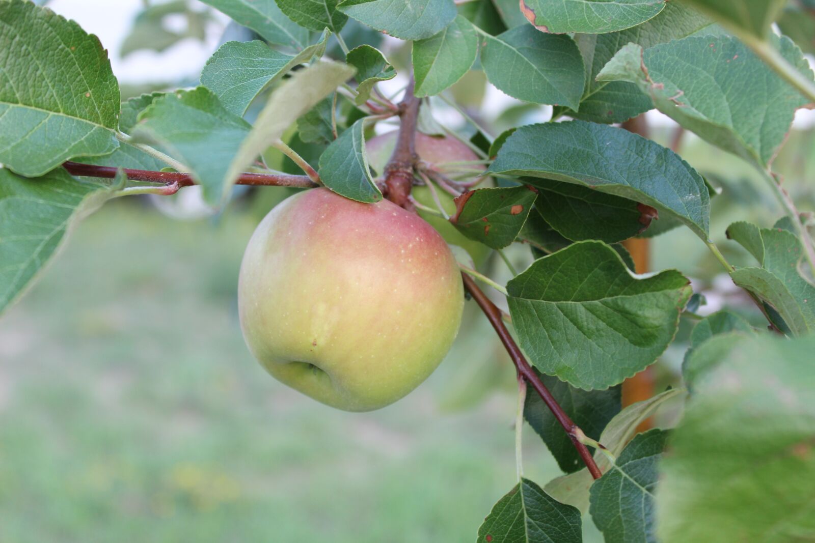Canon EOS 1200D (EOS Rebel T5 / EOS Kiss X70 / EOS Hi) sample photo. Apple, tree, branch photography