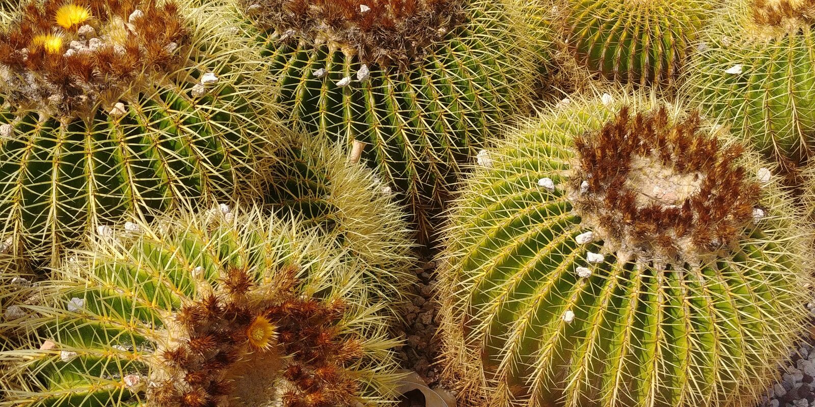 LG G6 sample photo. Cactus, plant, nature photography
