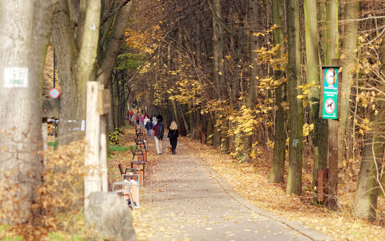 Nikon D5100 sample photo. Road, alley, paved photography