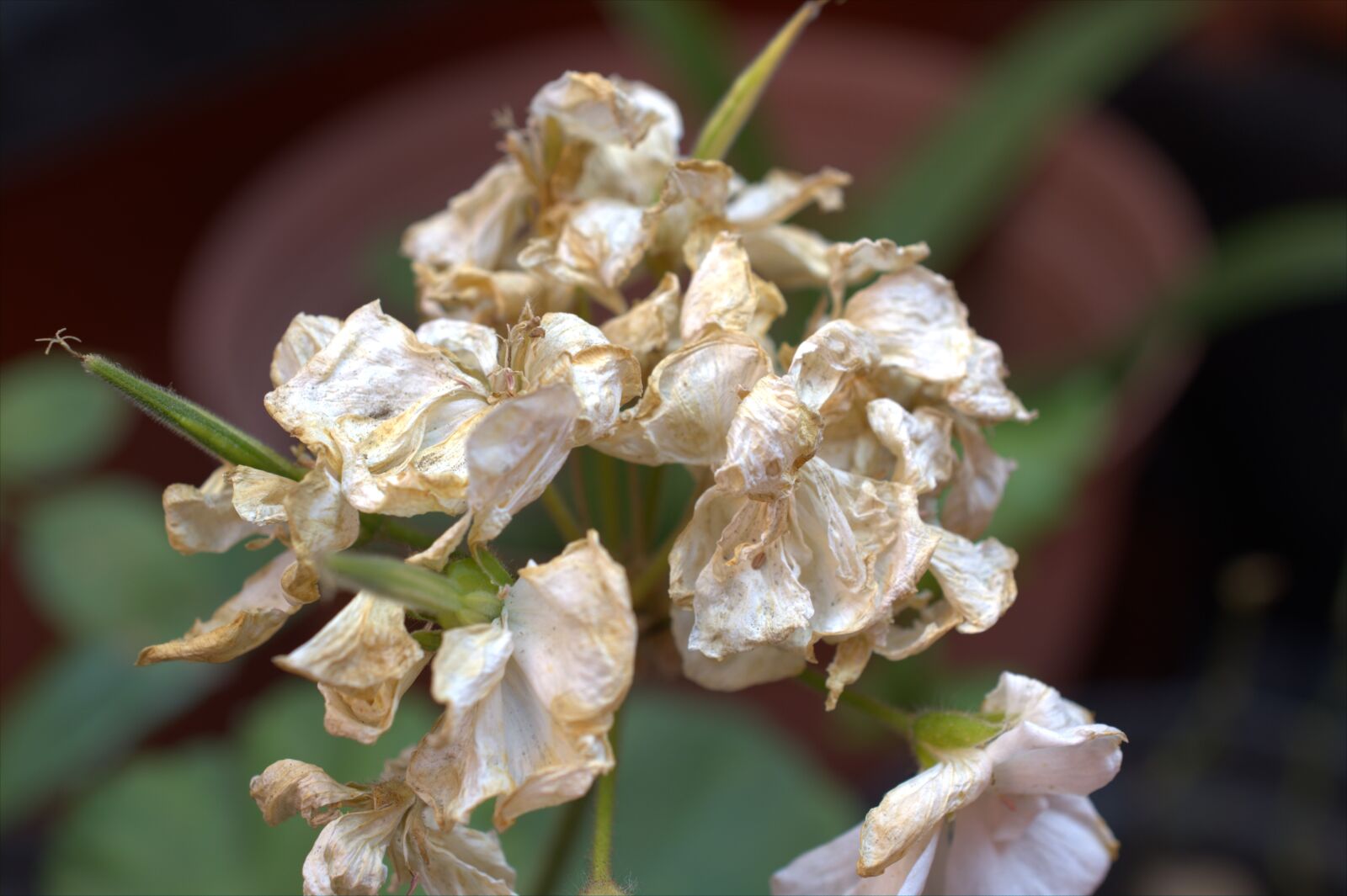 Nikon D7500 sample photo. Flowers, withered, petals photography