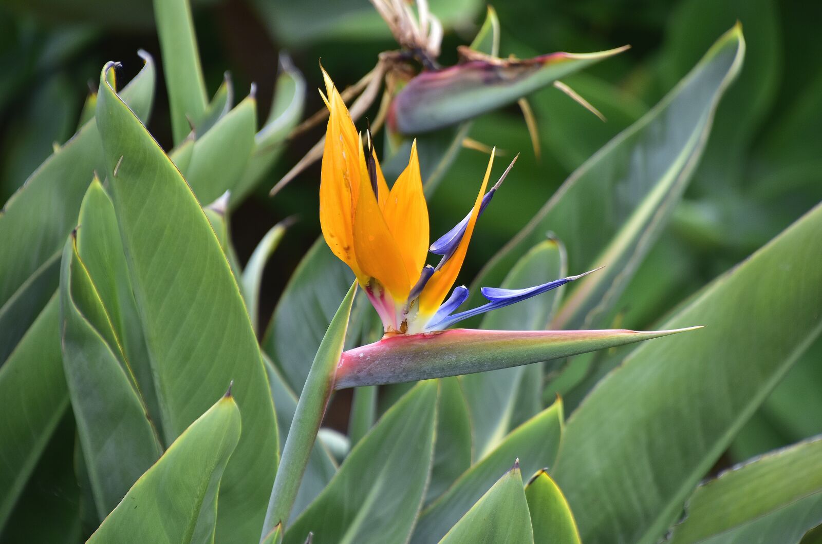 Nikon D7200 sample photo. Garden, flower, yellow flowers photography