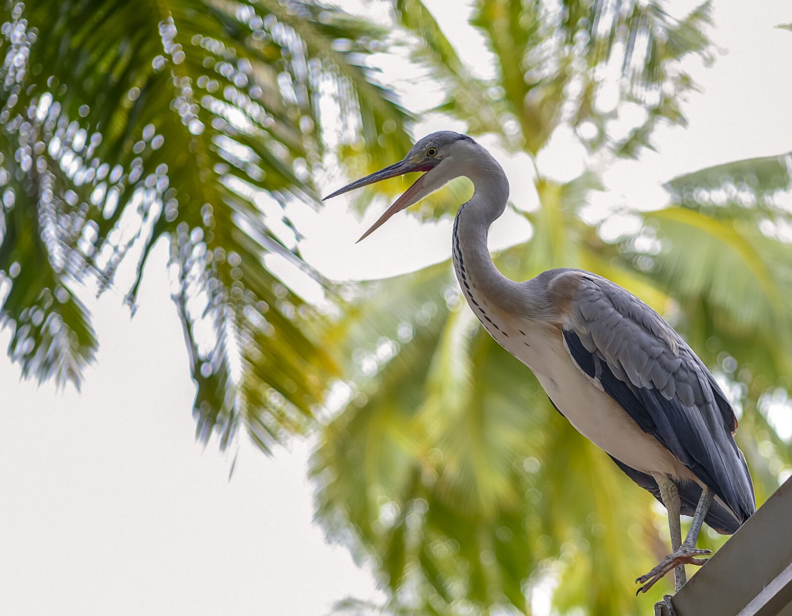 Nikon D850 sample photo. Sea, palm trees, sand photography