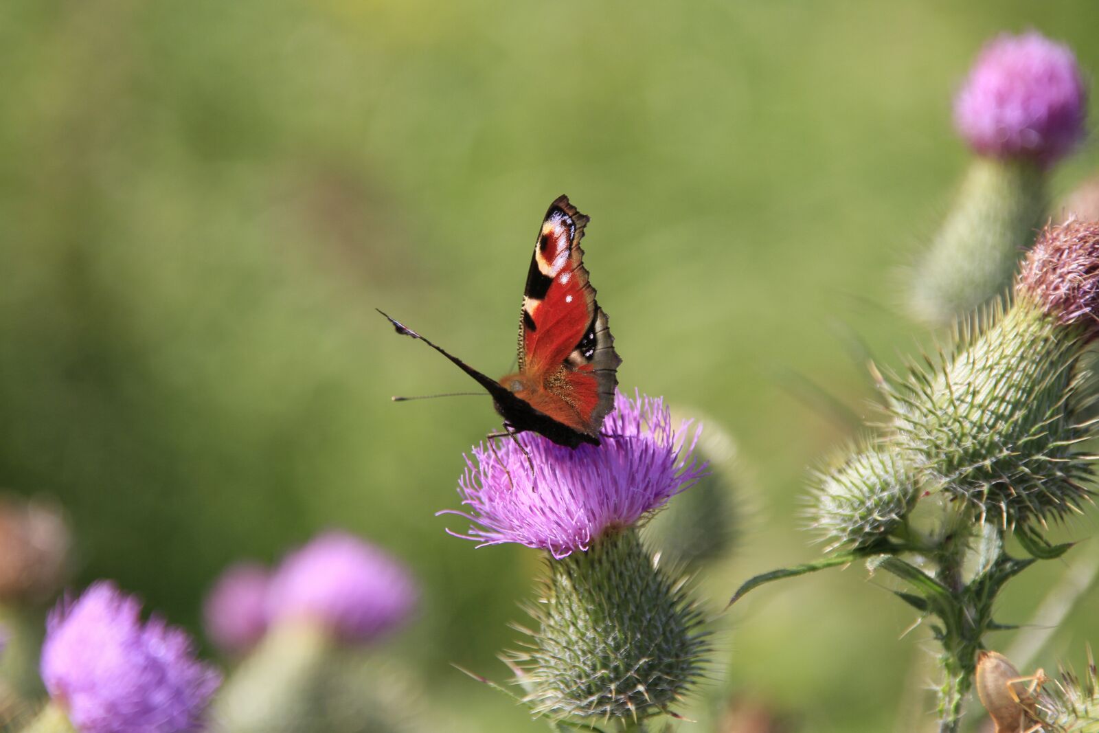 Canon EOS 7D sample photo. Butterfly, summer, flower photography