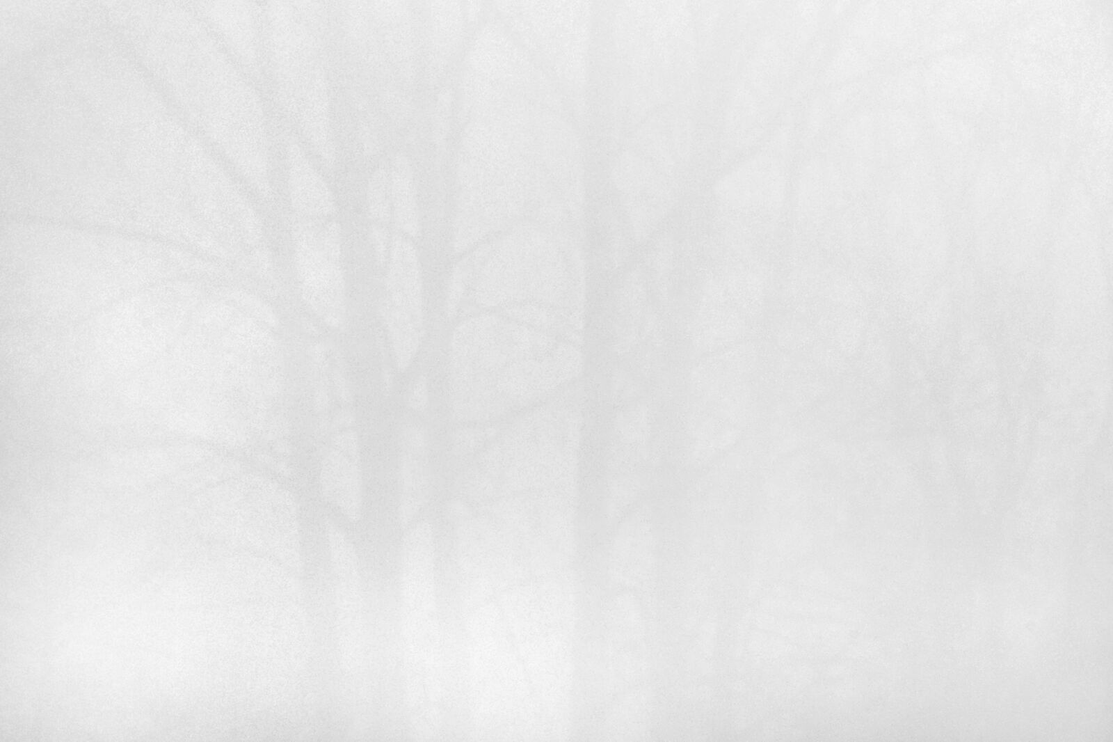 Nikon D800E sample photo. Fog, misty, morning photography
