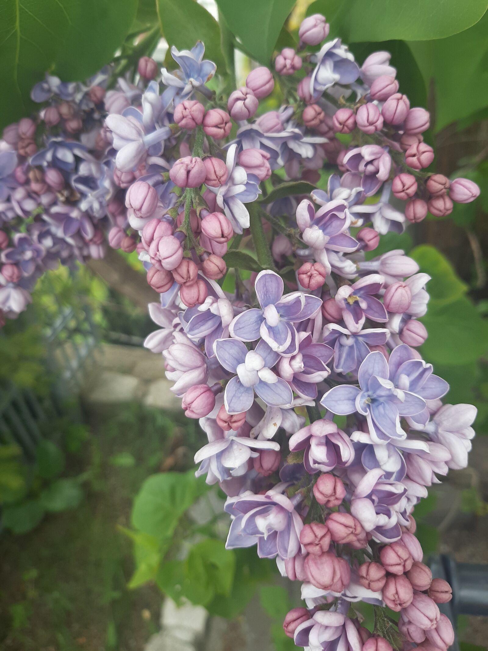 Samsung Galaxy A50 sample photo. Jasmine, flower, the smell photography