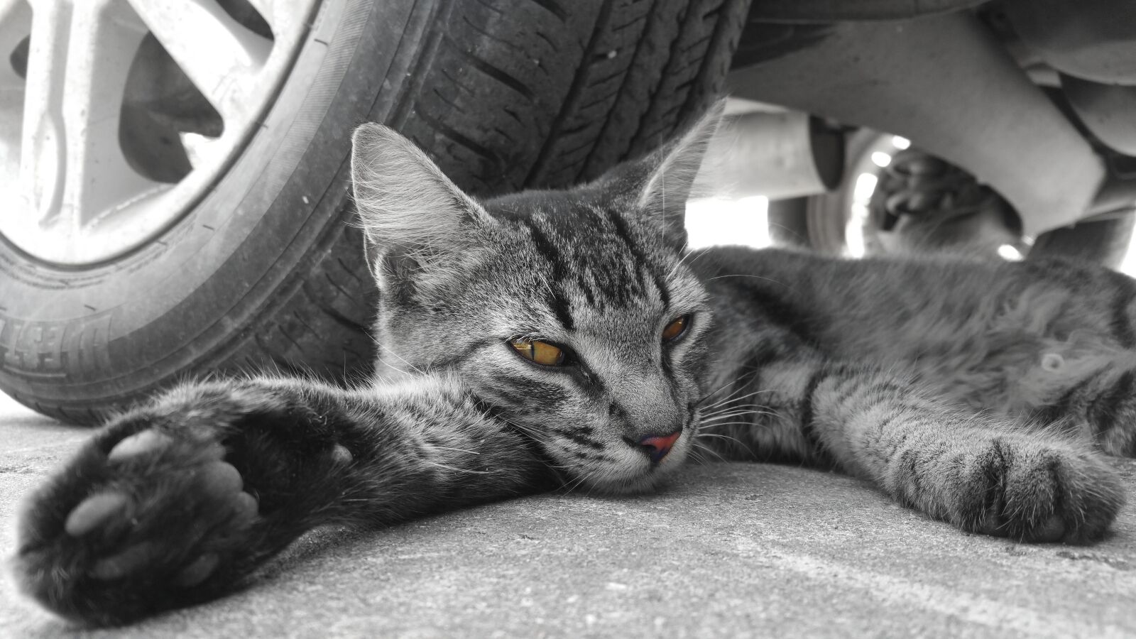 Samsung Galaxy Note4 sample photo. Cat, pet, animal photography