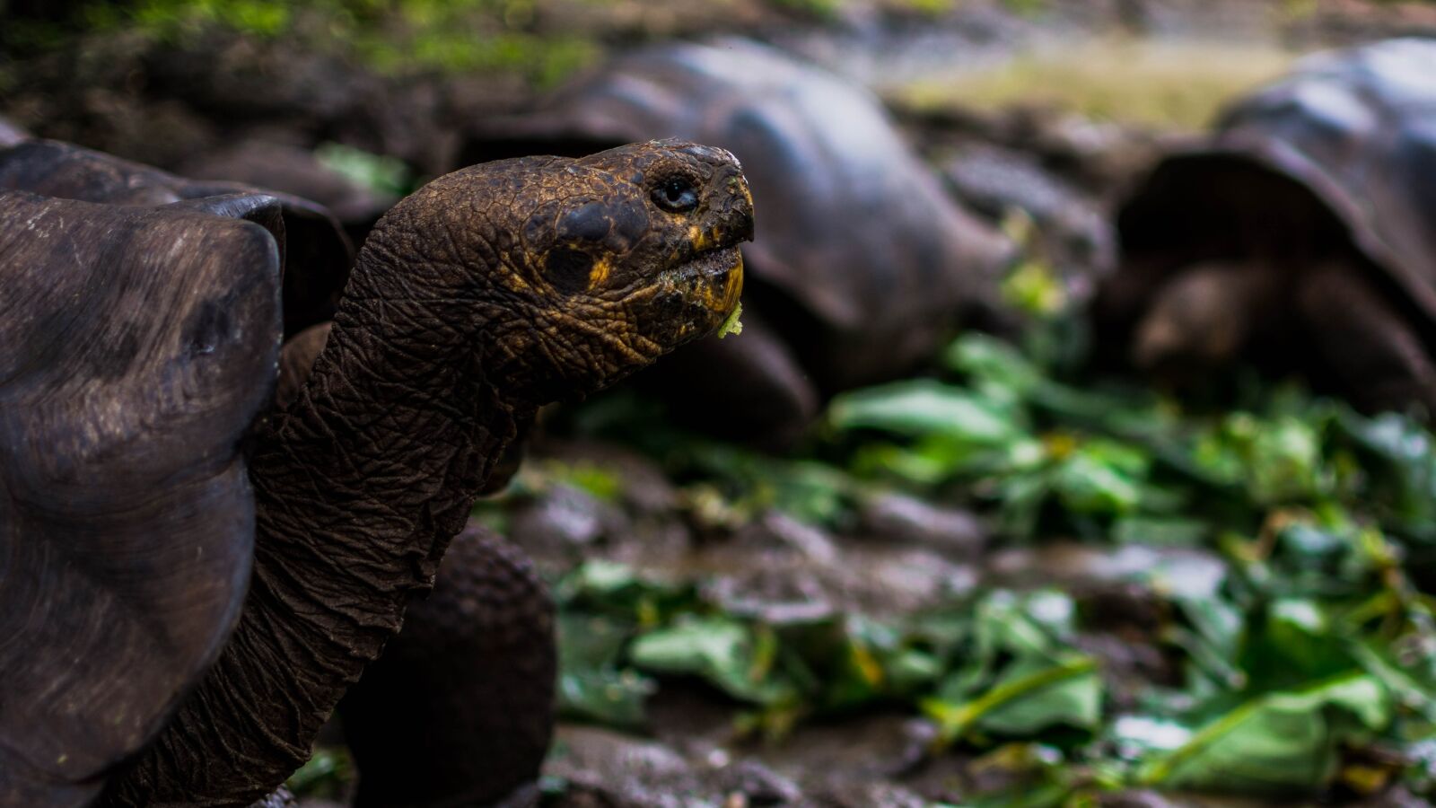 Nikon D7200 sample photo. Tortoise, galapagos, reptile photography