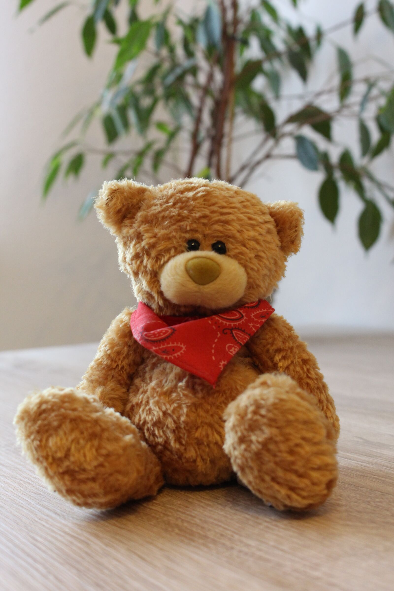 Canon EOS 700D (EOS Rebel T5i / EOS Kiss X7i) sample photo. Teddy, teddy bear, bear photography