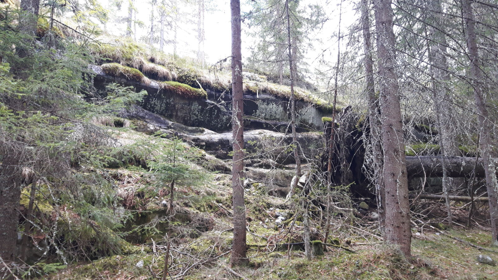 Samsung Galaxy S5 Neo sample photo. Forest, hill, norway, trees photography