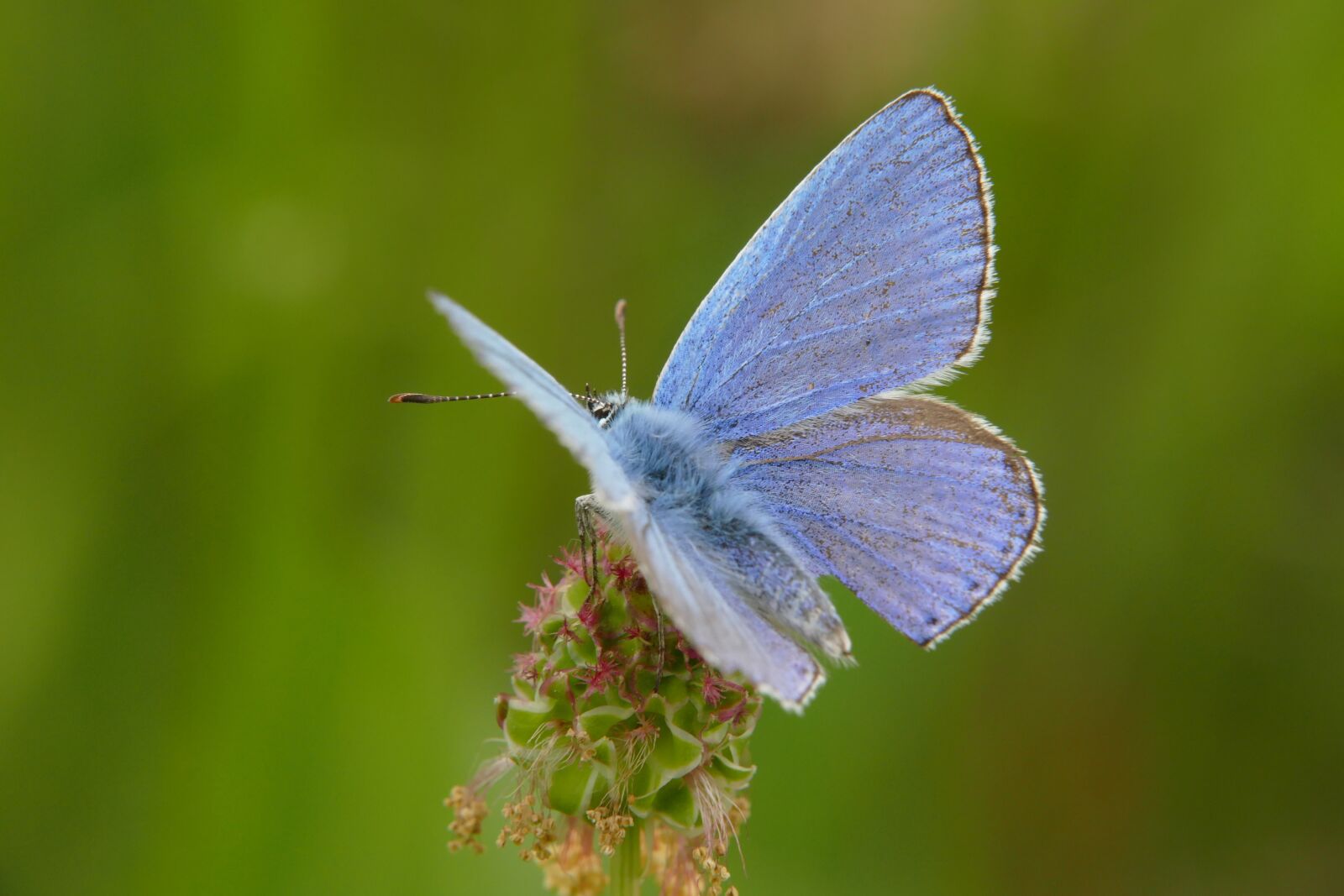Panasonic Lumix DMC-FZ1000 sample photo. Butterfly, nature, insect photography