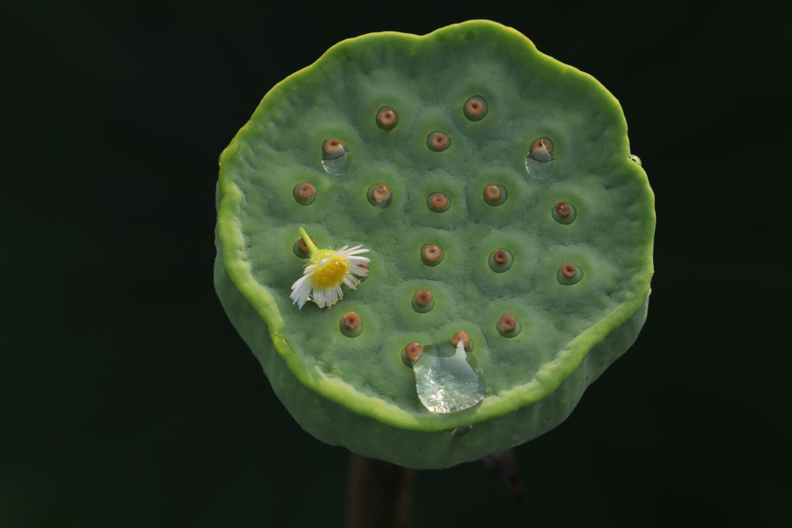 Canon EF 100mm F2.8L Macro IS USM sample photo. Kite, lotus seed, aquatic photography