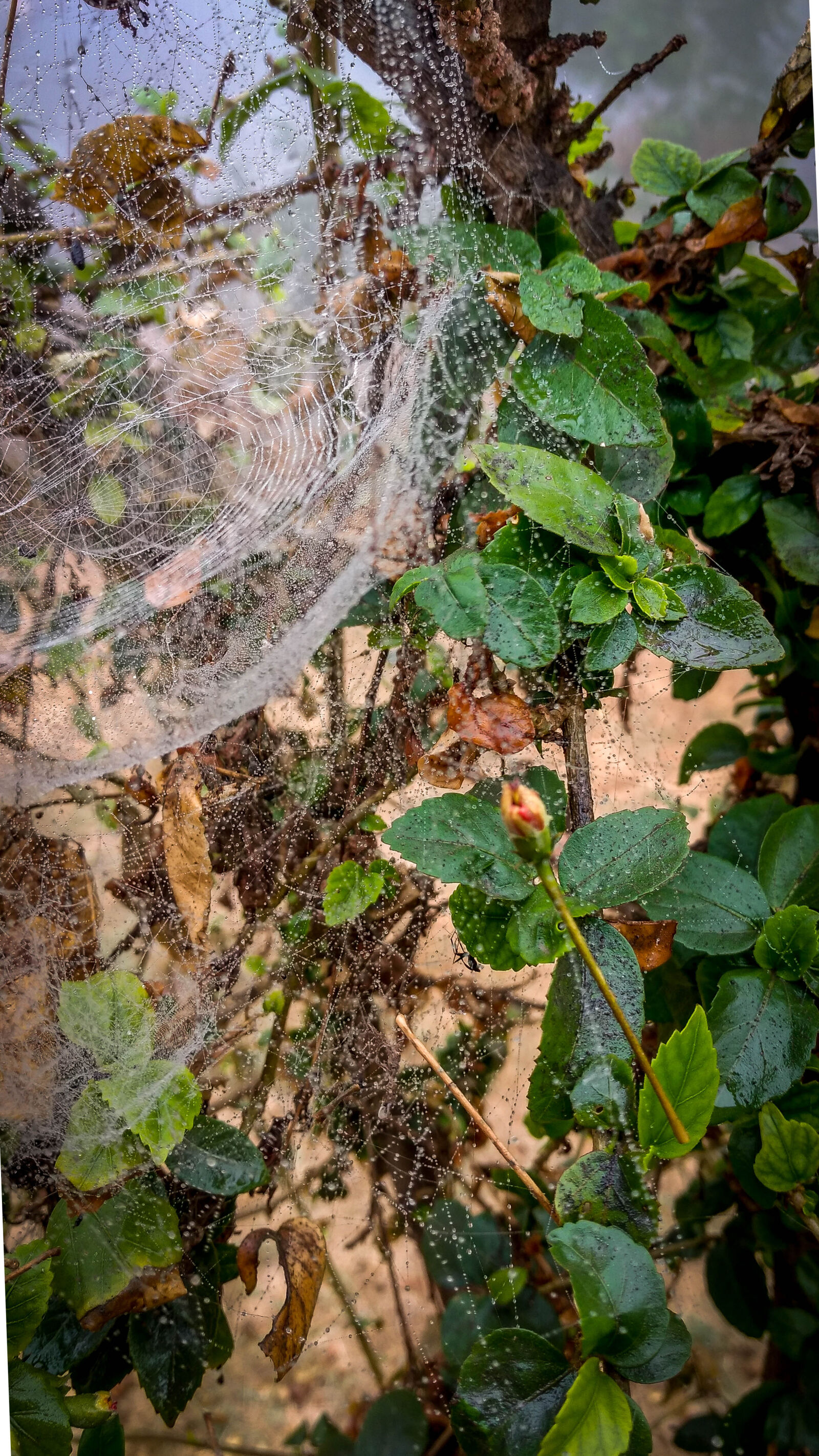Motorola Moto G (4) sample photo. Spiderweb, water droplets, greenry photography