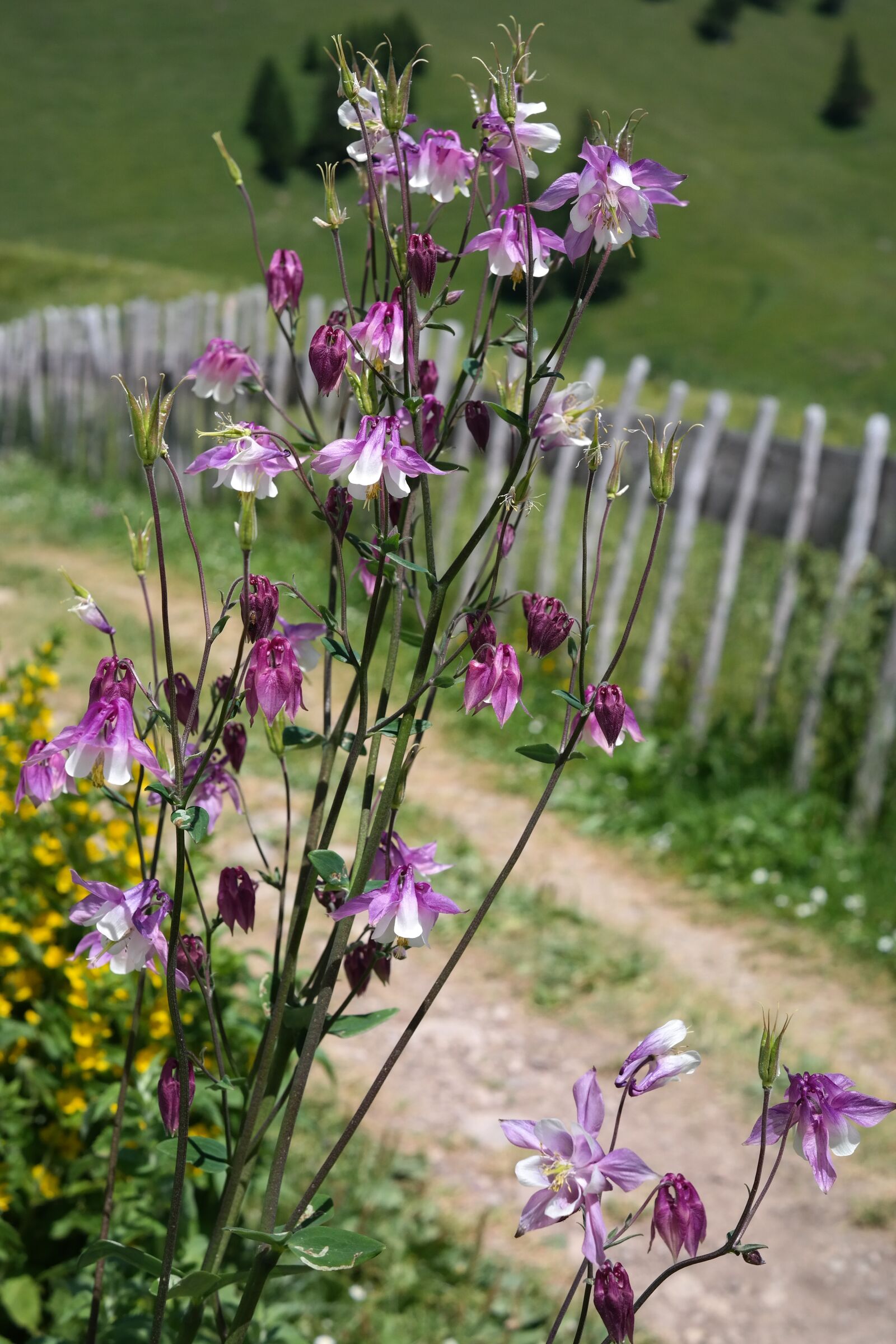 Samsung NX300 sample photo. Columbine, flower, blossom photography