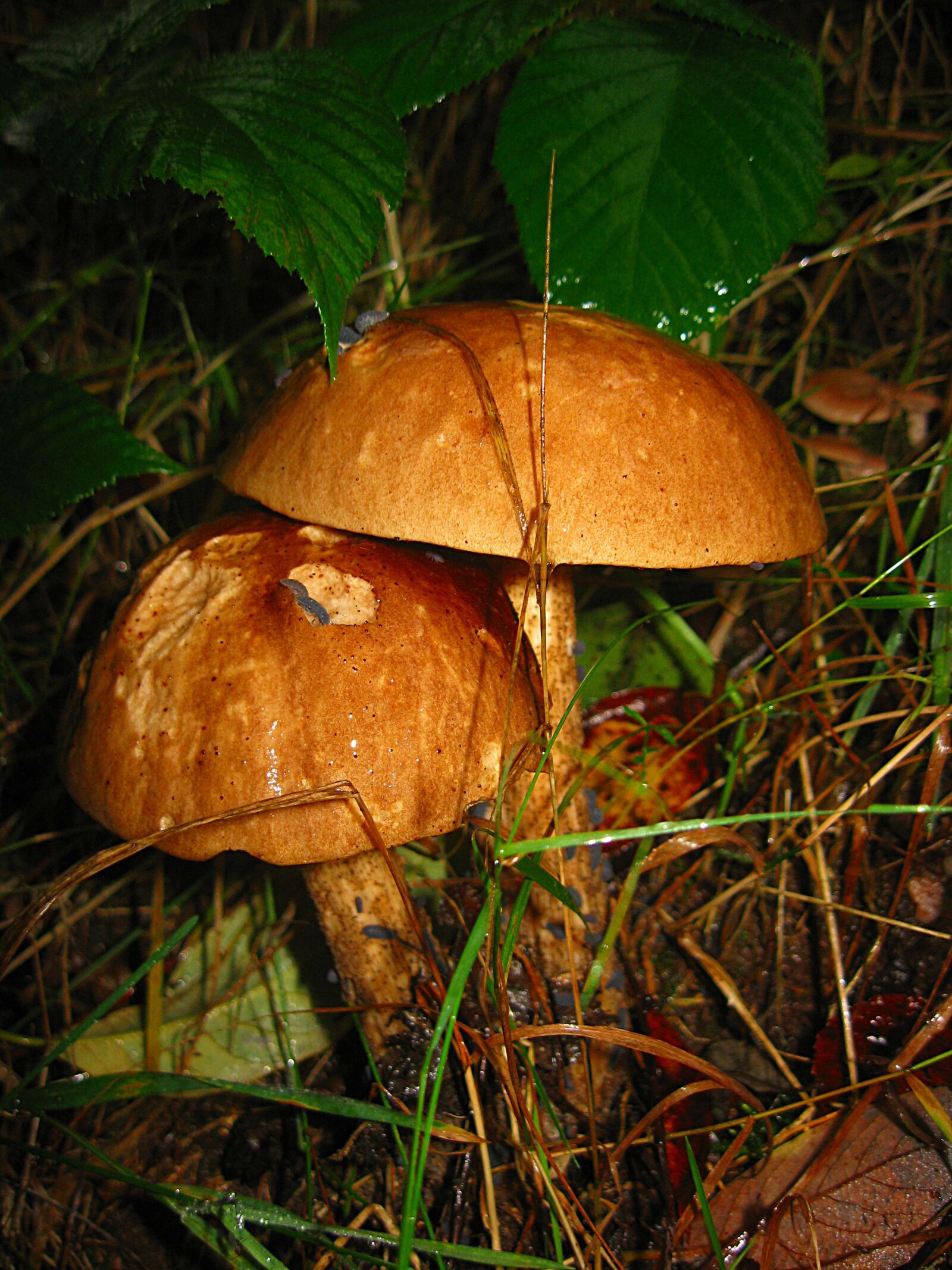 Canon POWERSHOT A570 IS sample photo. Mushroom, amanita, red photography