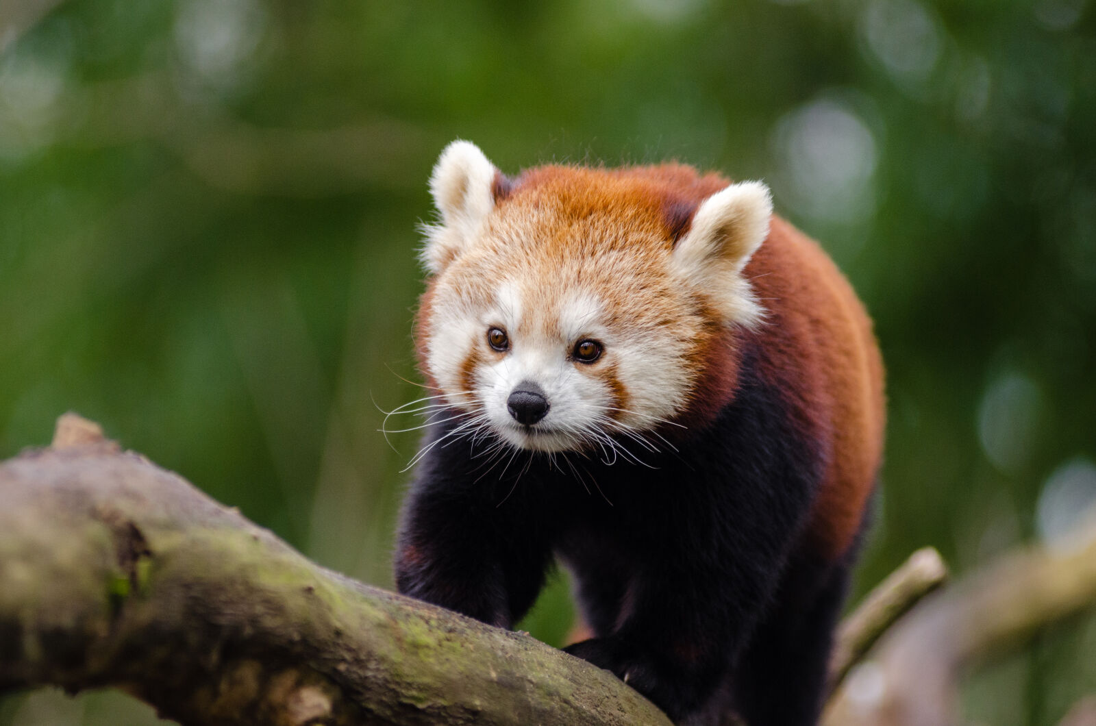 AF Zoom-Nikkor 80-200mm f/2.8 ED sample photo