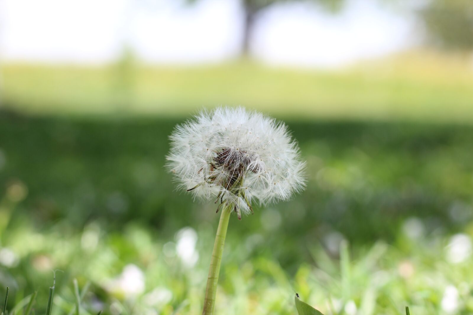 Canon EOS 600D (Rebel EOS T3i / EOS Kiss X5) + Canon EF 50mm F1.8 STM sample photo. Dandelion, flower, nature photography
