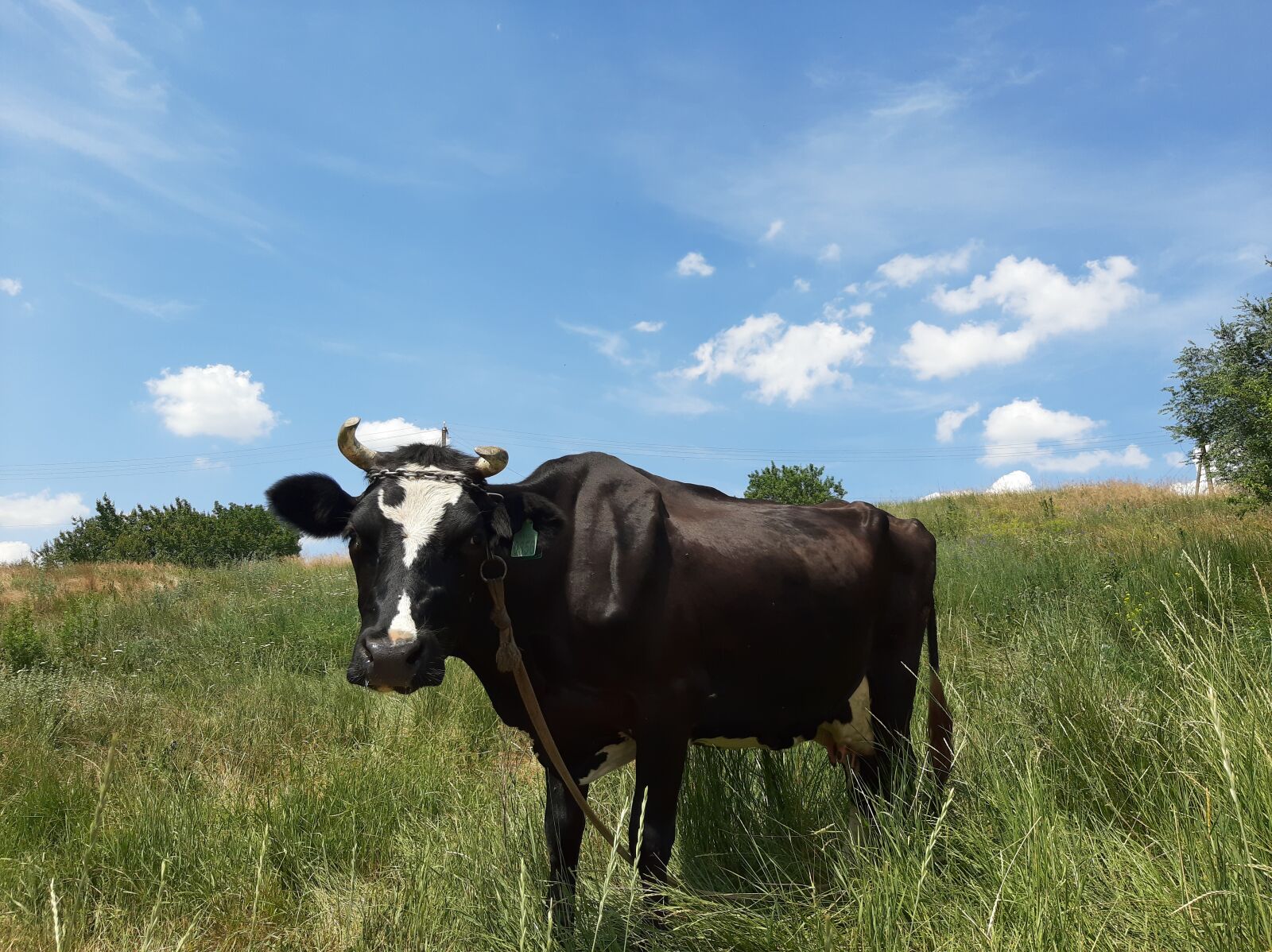 Samsung Galaxy A50 sample photo. Cow, animals, nature photography