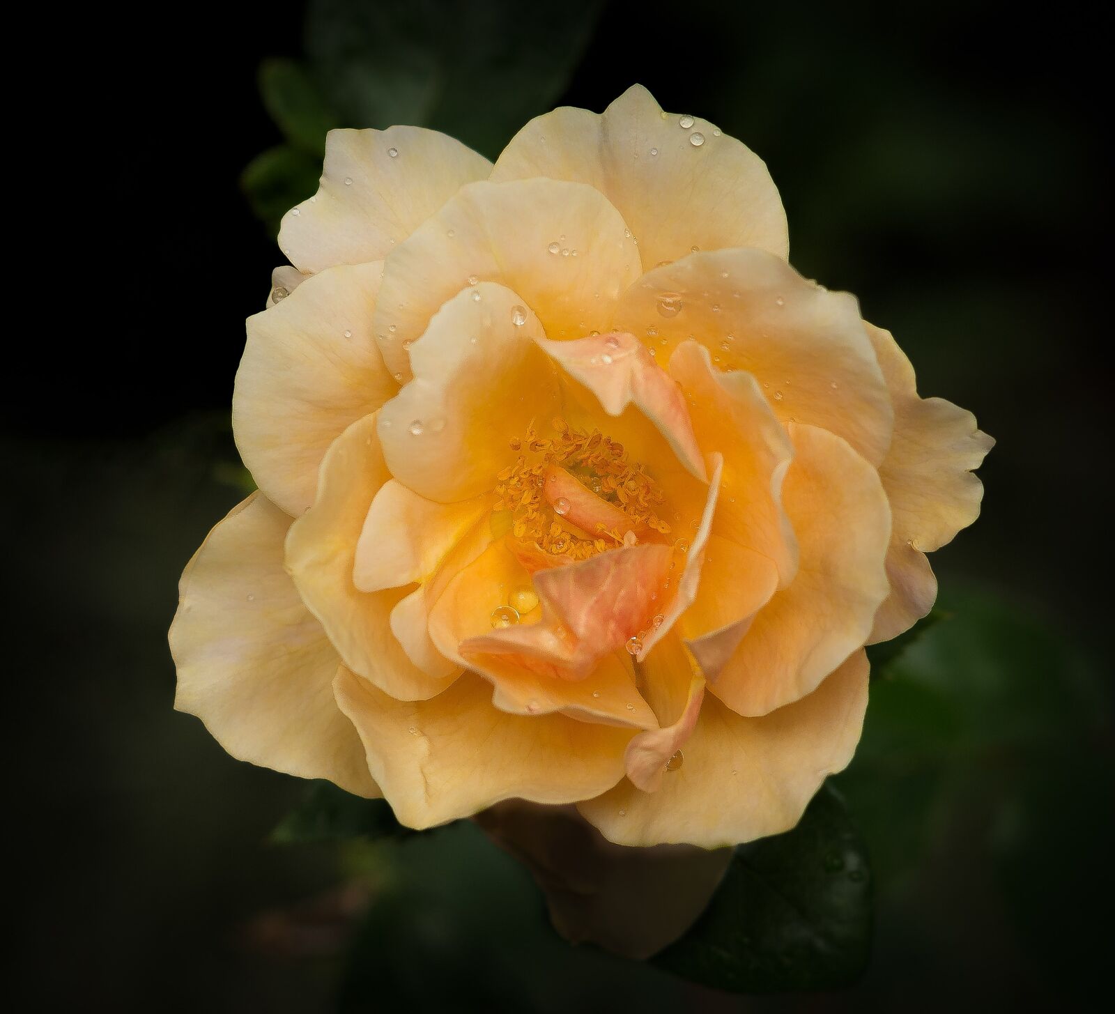 Nikon D7100 sample photo. Rose, flower, romantic photography