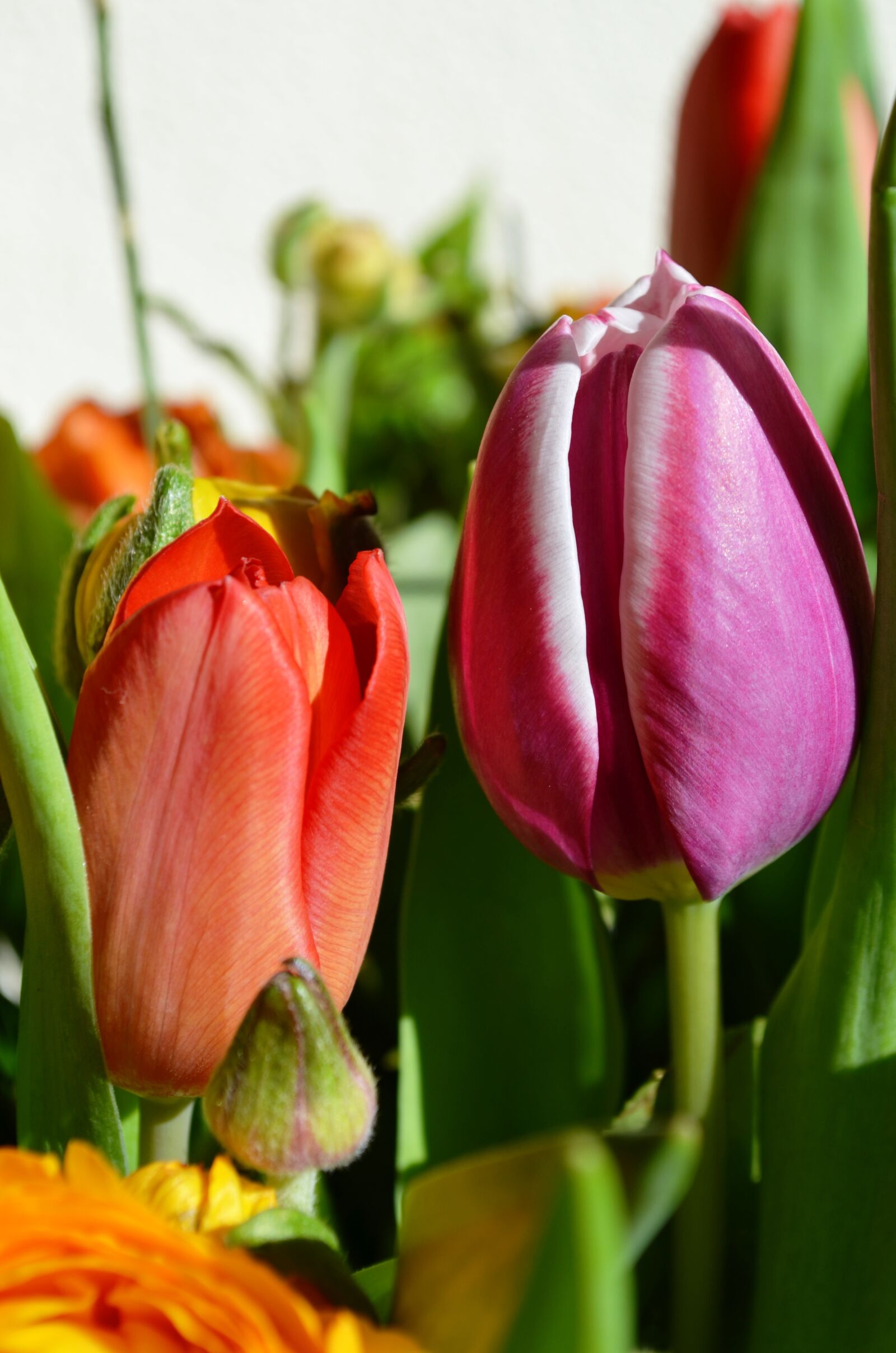 Nikon D5100 sample photo. Tulips, flowers, holland photography