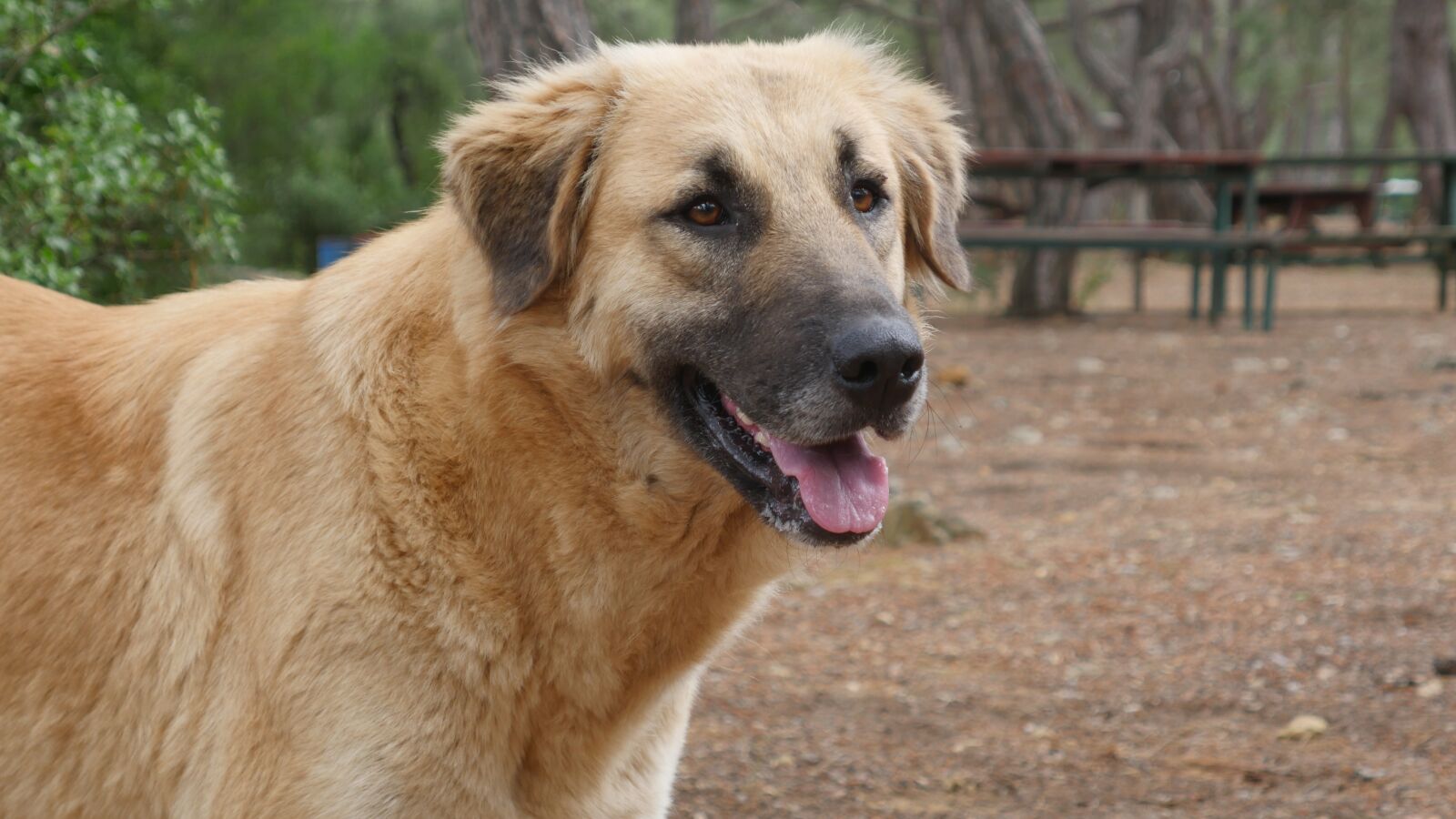 Panasonic Lumix DMC-GH4 sample photo. Dog, animals, doggy photography