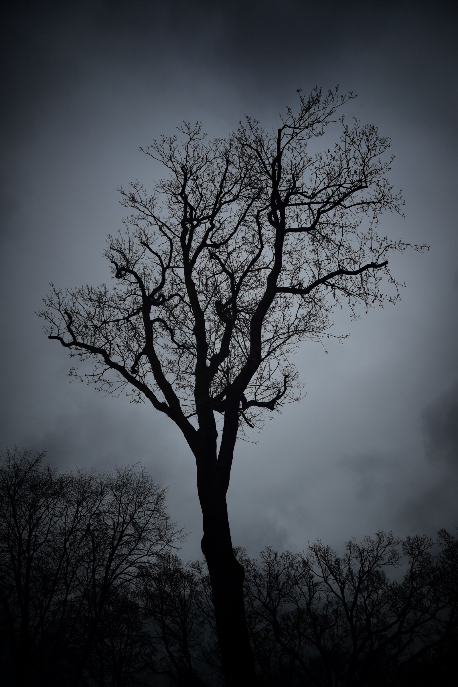 Nikon D5300 sample photo. Tree, landscape, wood photography