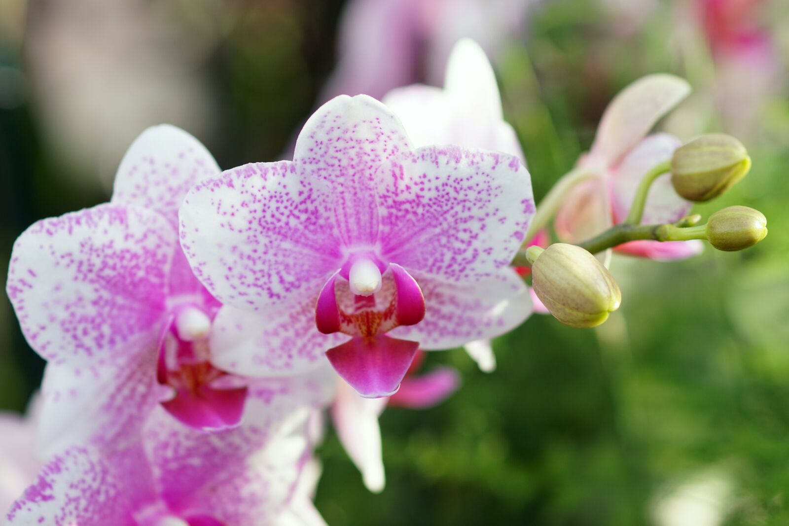Sony ILCA-77M2 + Tamron SP AF 90mm F2.8 Di Macro sample photo. Orchid, pink-white, flower photography