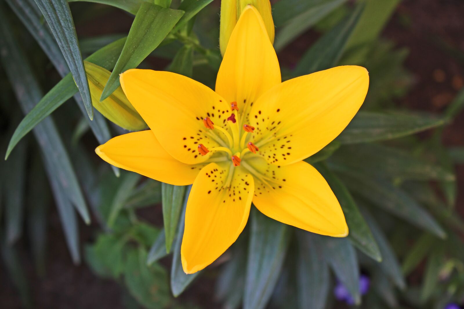Canon EOS 1200D (EOS Rebel T5 / EOS Kiss X70 / EOS Hi) sample photo. Lily, yellow, spotted photography