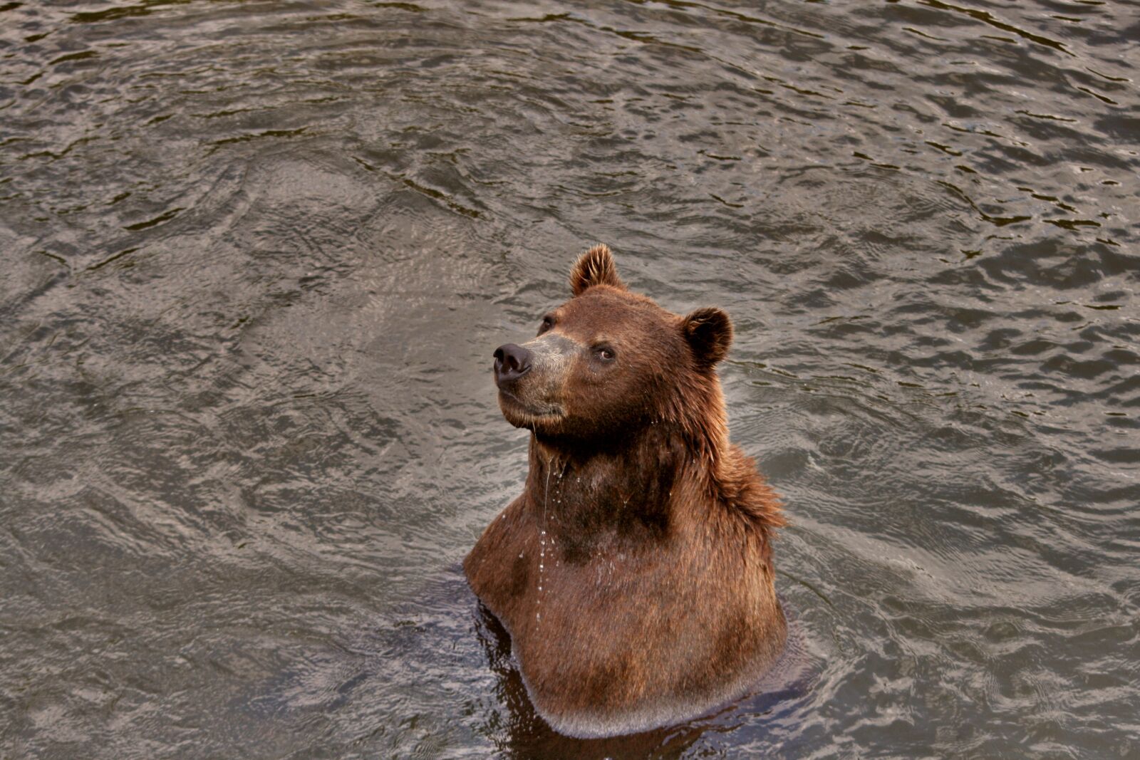 Canon EOS 400D (EOS Digital Rebel XTi / EOS Kiss Digital X) sample photo. Brown bear, water, curious photography