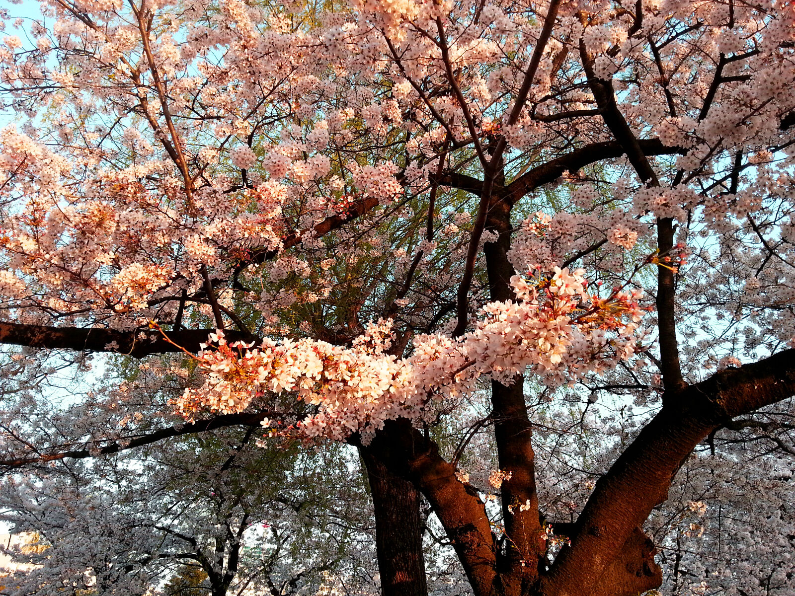 Samsung Galaxy S3 sample photo. Blossom, cherry, blossom, natural photography