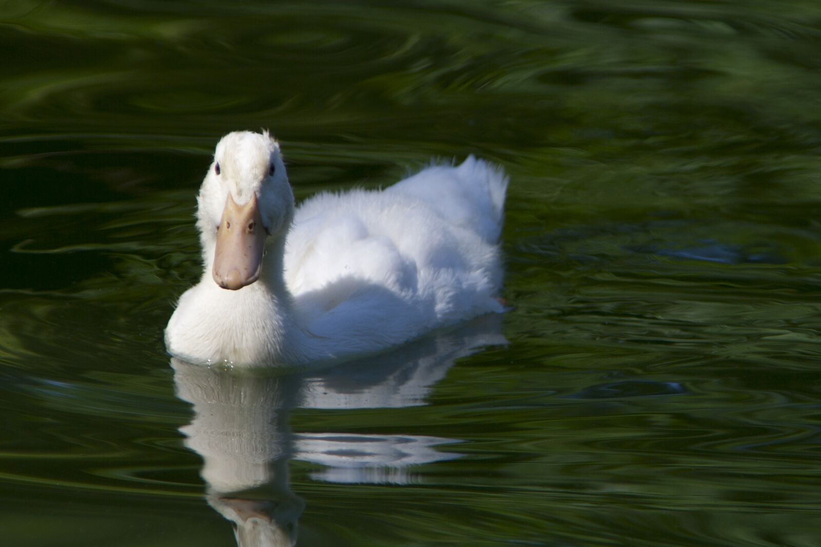 Canon EOS 350D (EOS Digital Rebel XT / EOS Kiss Digital N) sample photo. Duck, fauna, lake photography