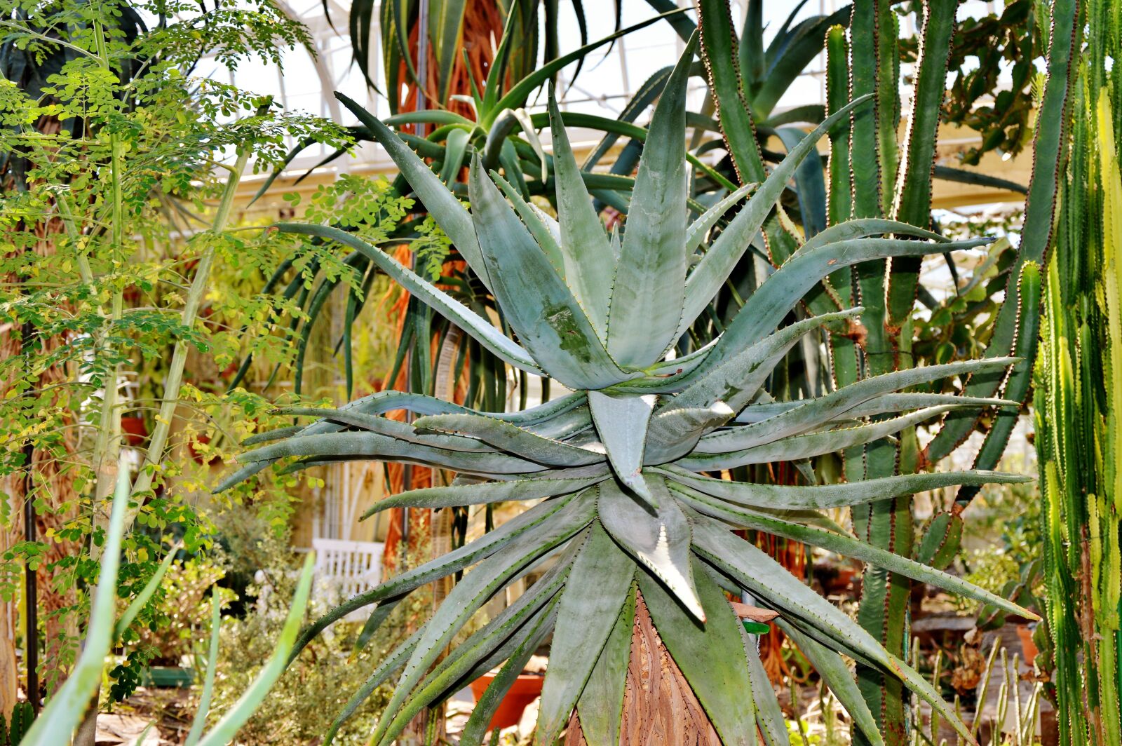 Nikon D3200 sample photo. Agave, cactus, prickly photography